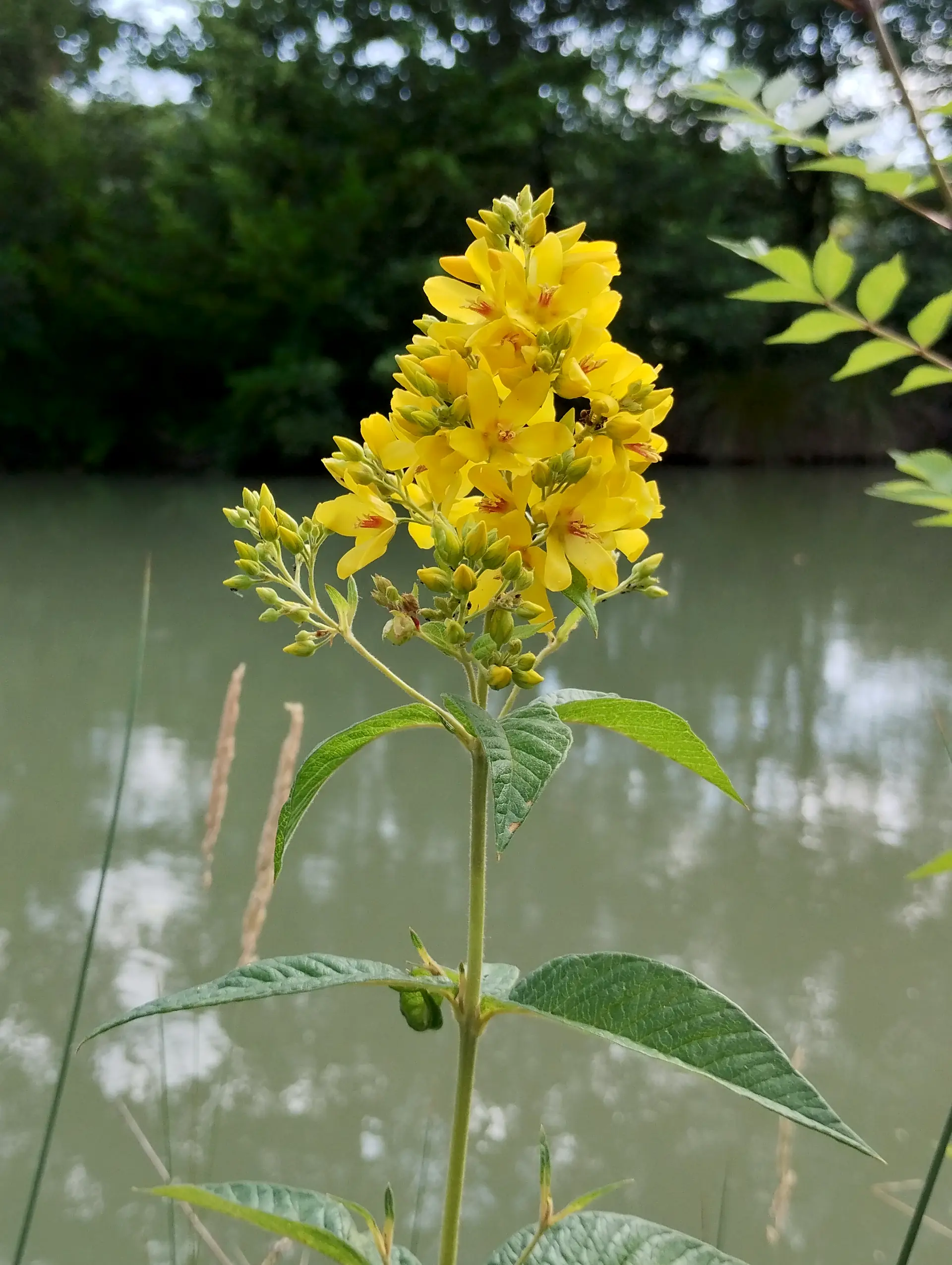 img/lysimachia-vulgaris-2.webp