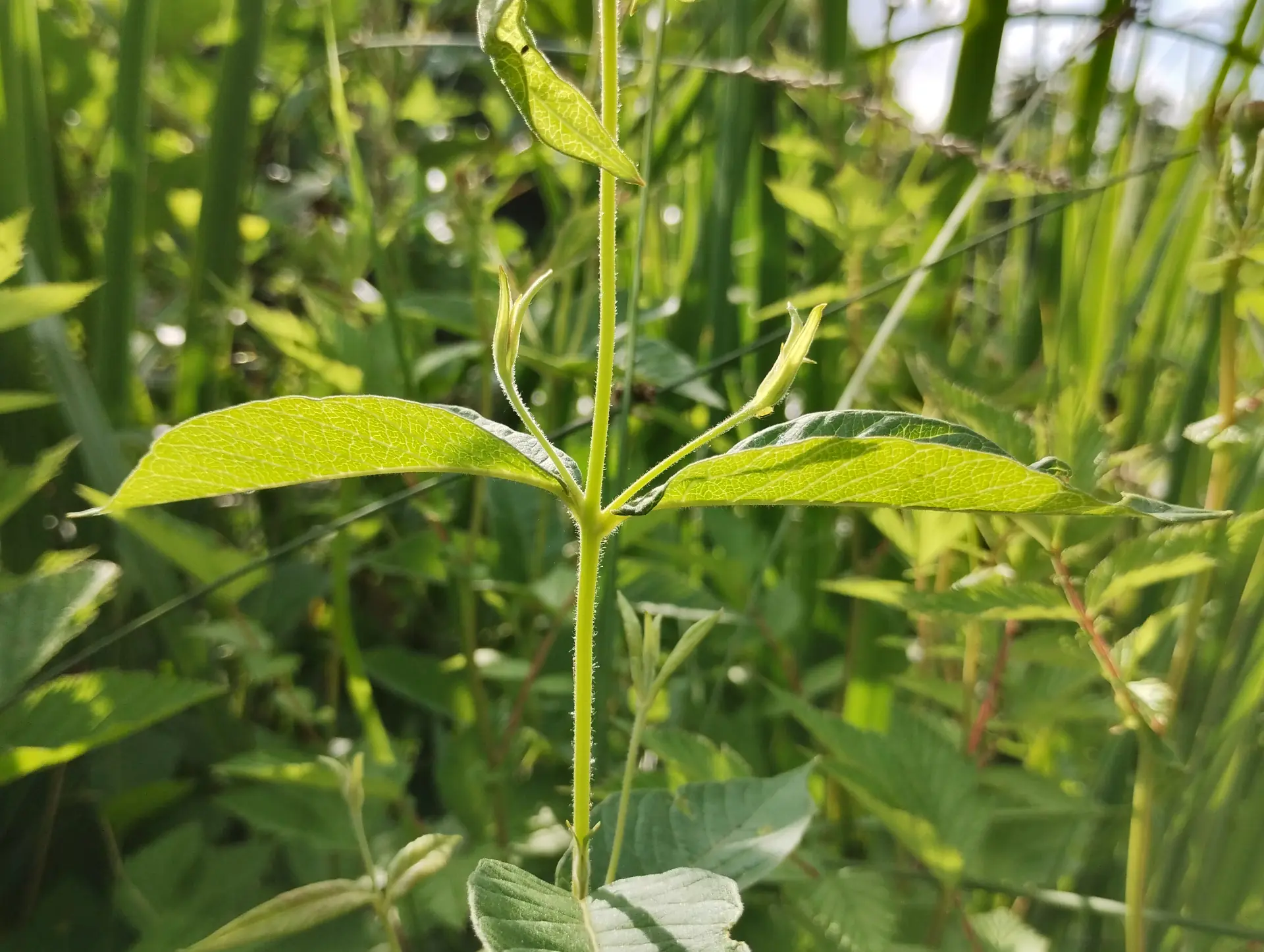 img/lysimachia-vulgaris-3.webp