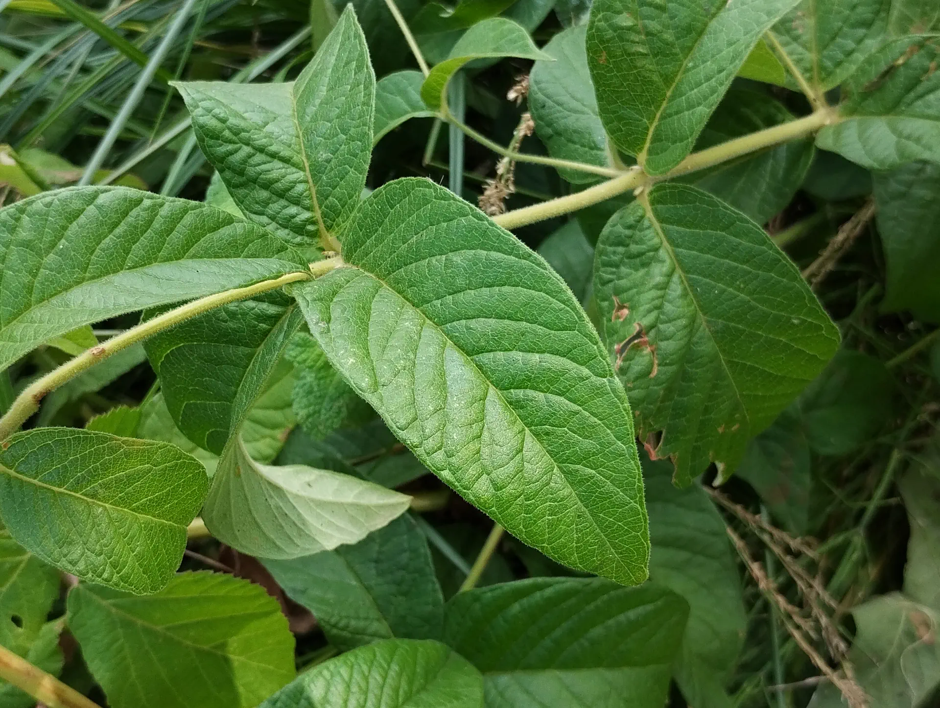 img/lysimachia-vulgaris-4.webp