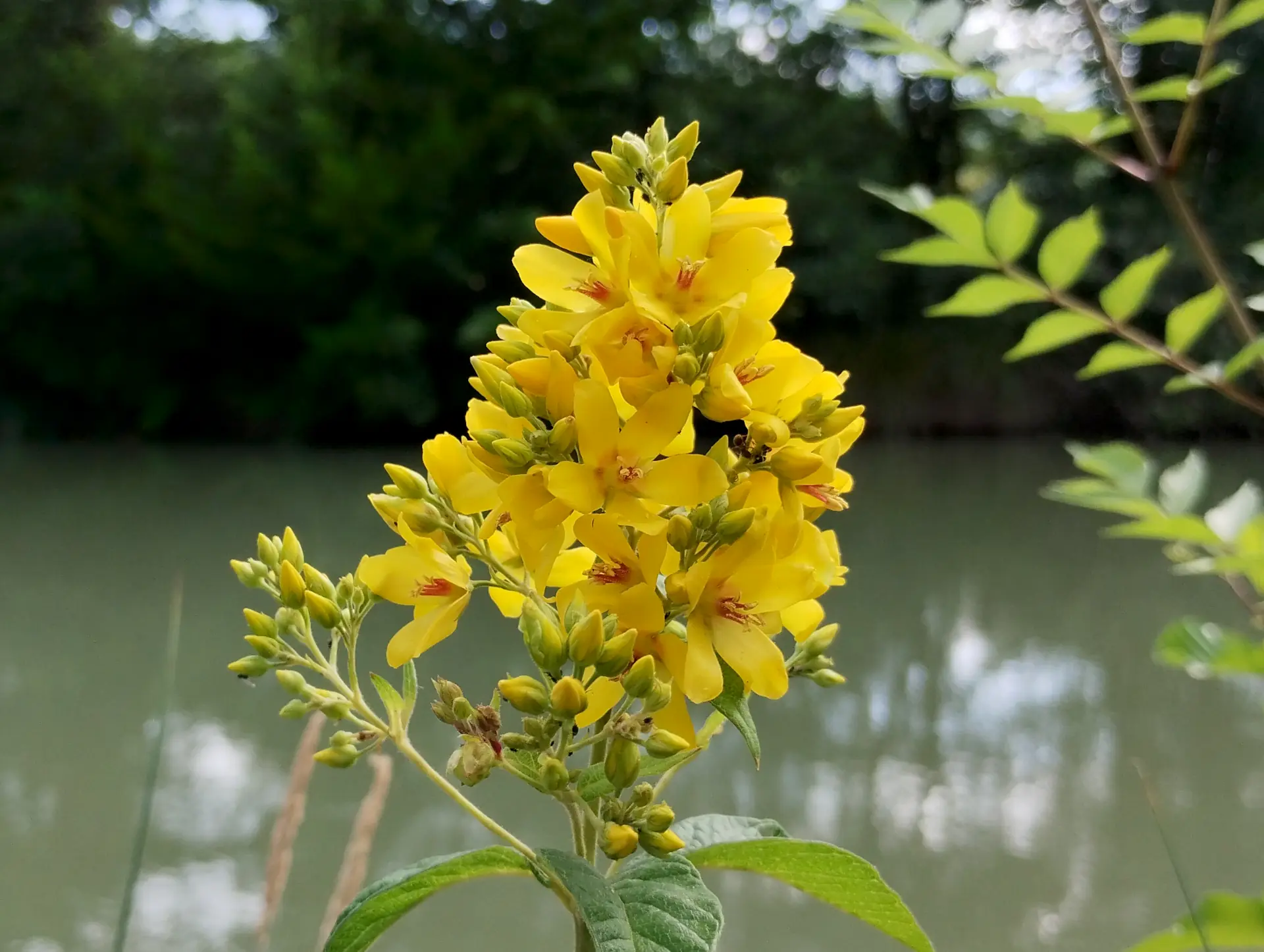 img/lysimachia-vulgaris.webp