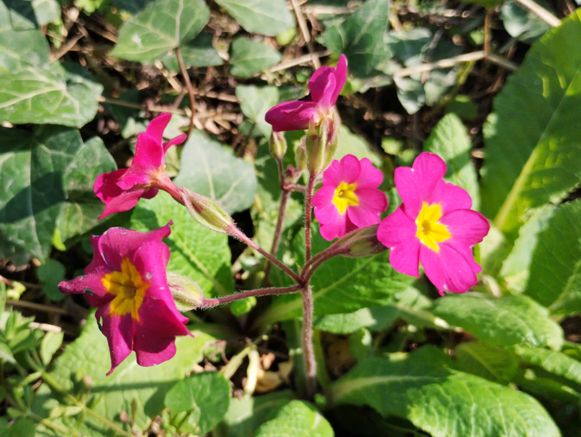 img/primula-polyantha-2.webp