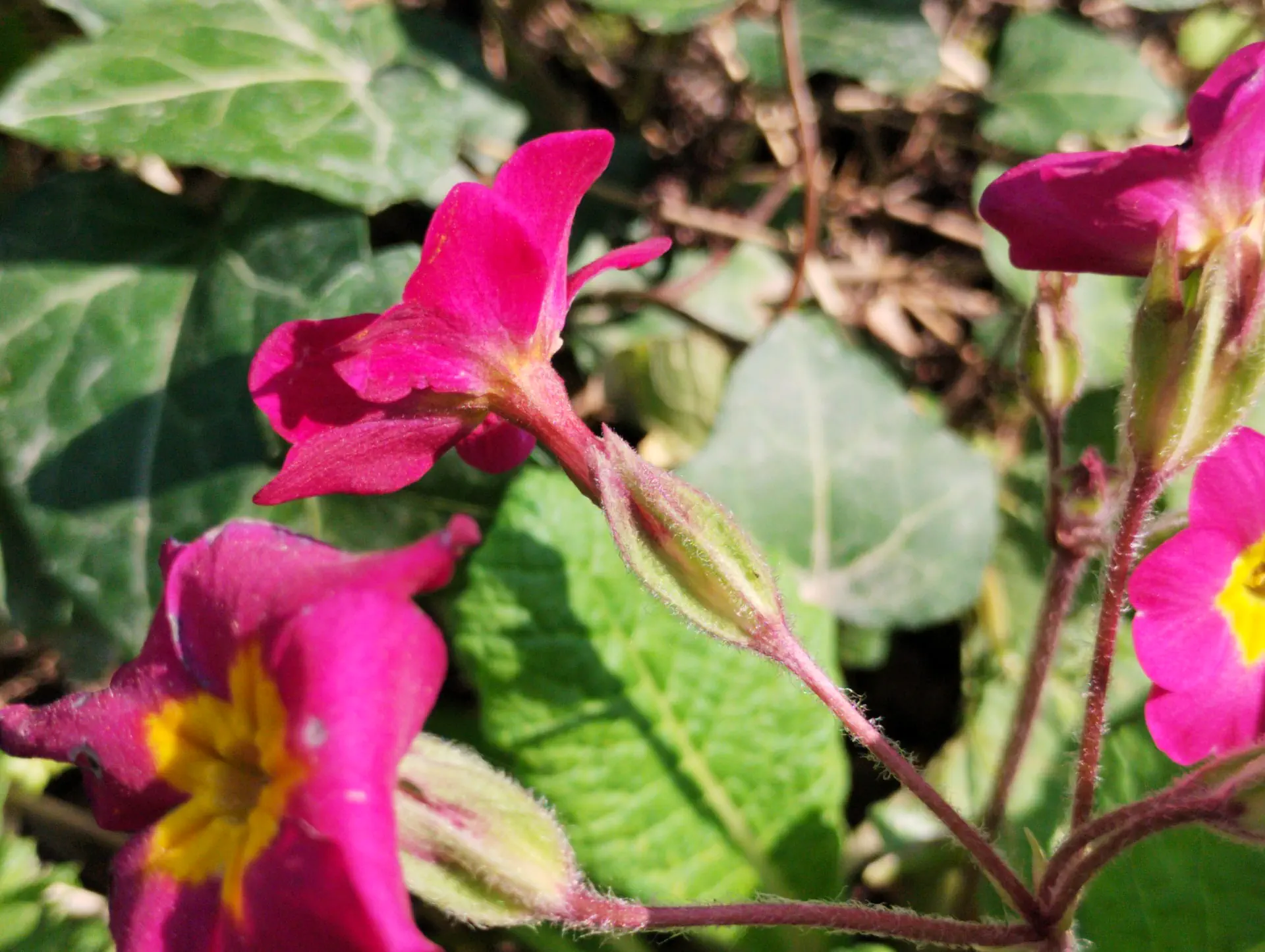 img/primula-polyantha-3.webp