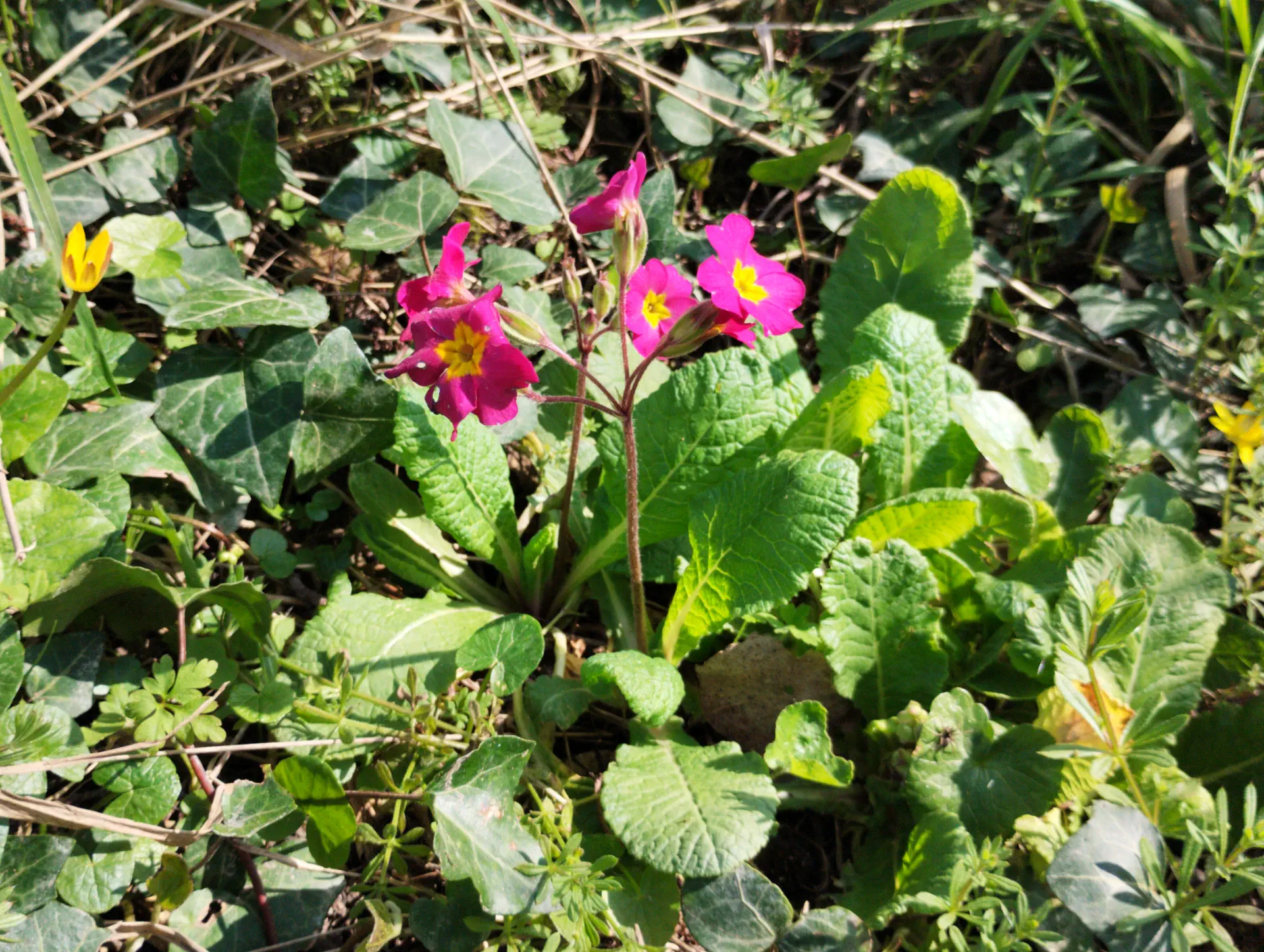 img/primula-polyantha-4.webp