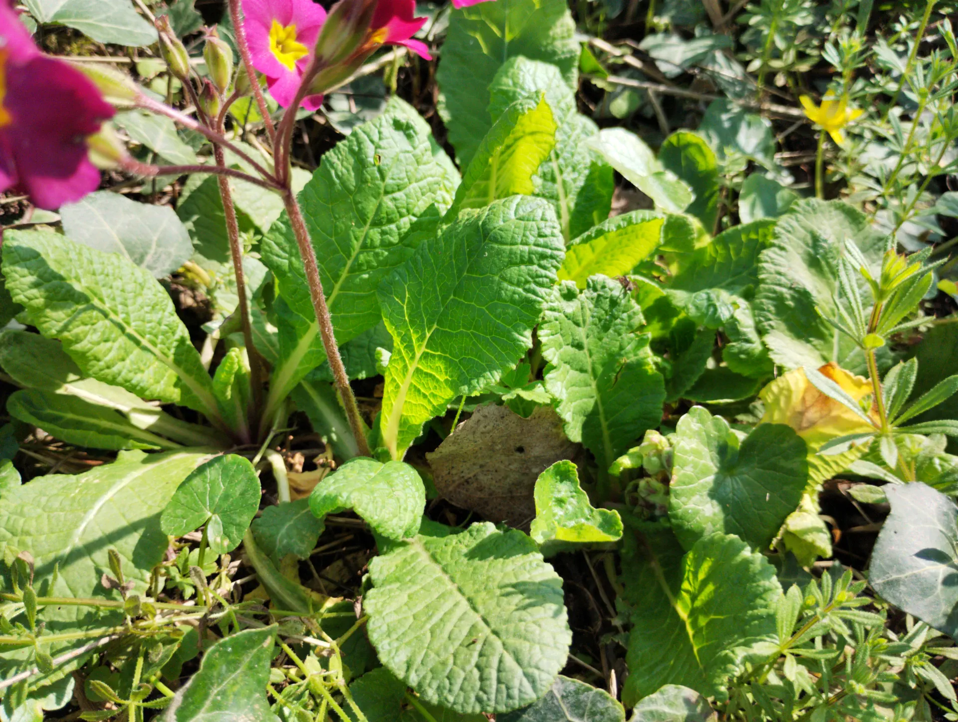 img/primula-polyantha-5.webp