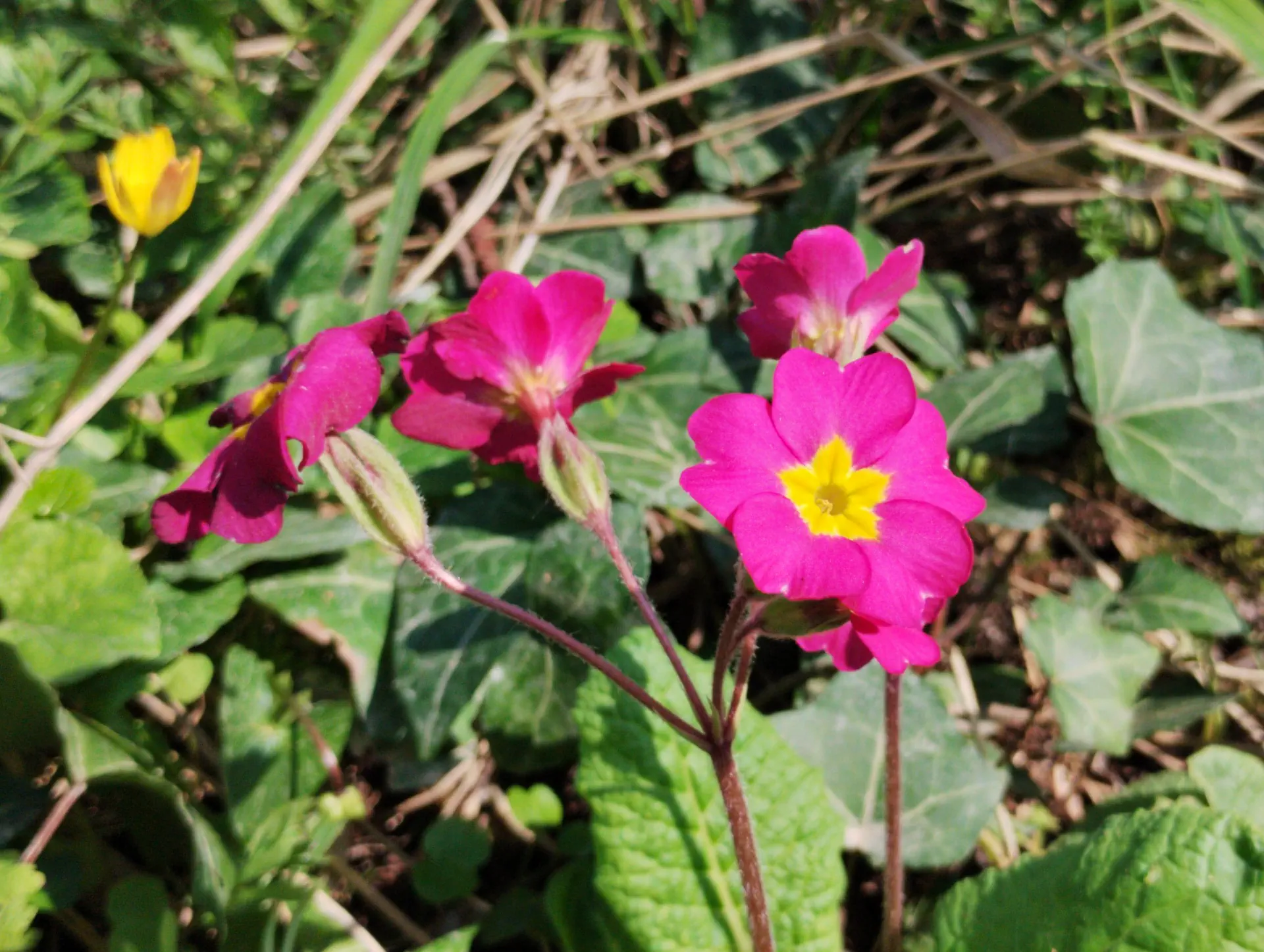 img/primula-polyantha.webp