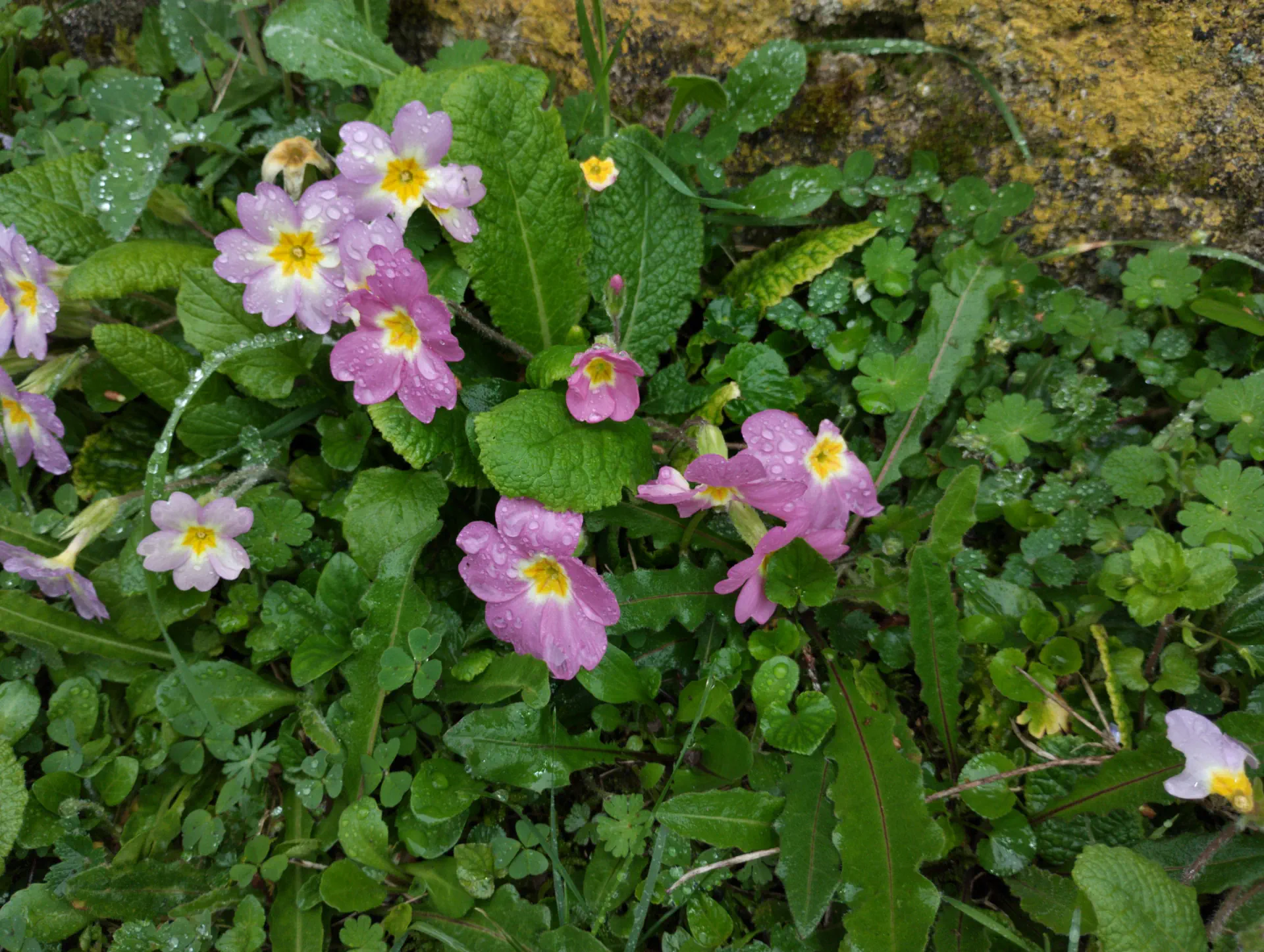 img/primula-vulgaris-rubra-2.webp