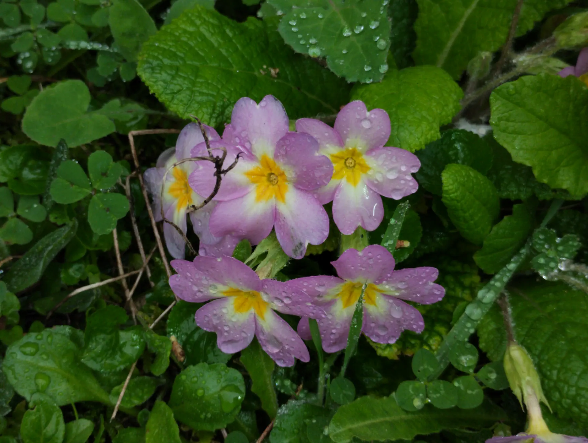 img/primula-vulgaris-rubra.webp
