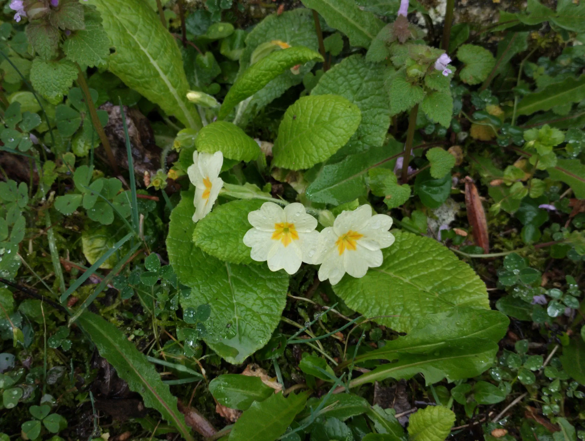img/primula-vulgaris-vulgaris-2.webp