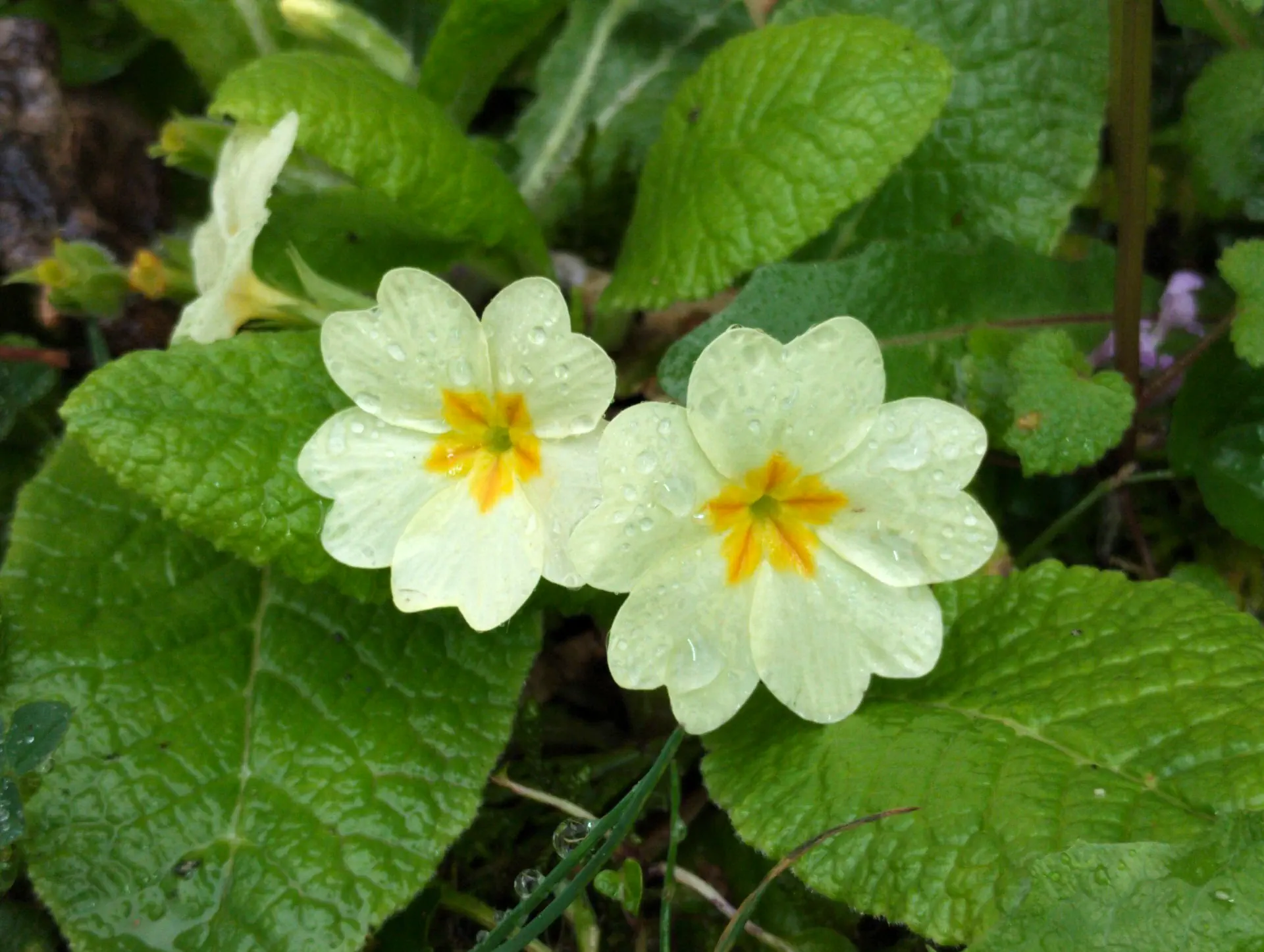 img/primula-vulgaris-vulgaris.webp