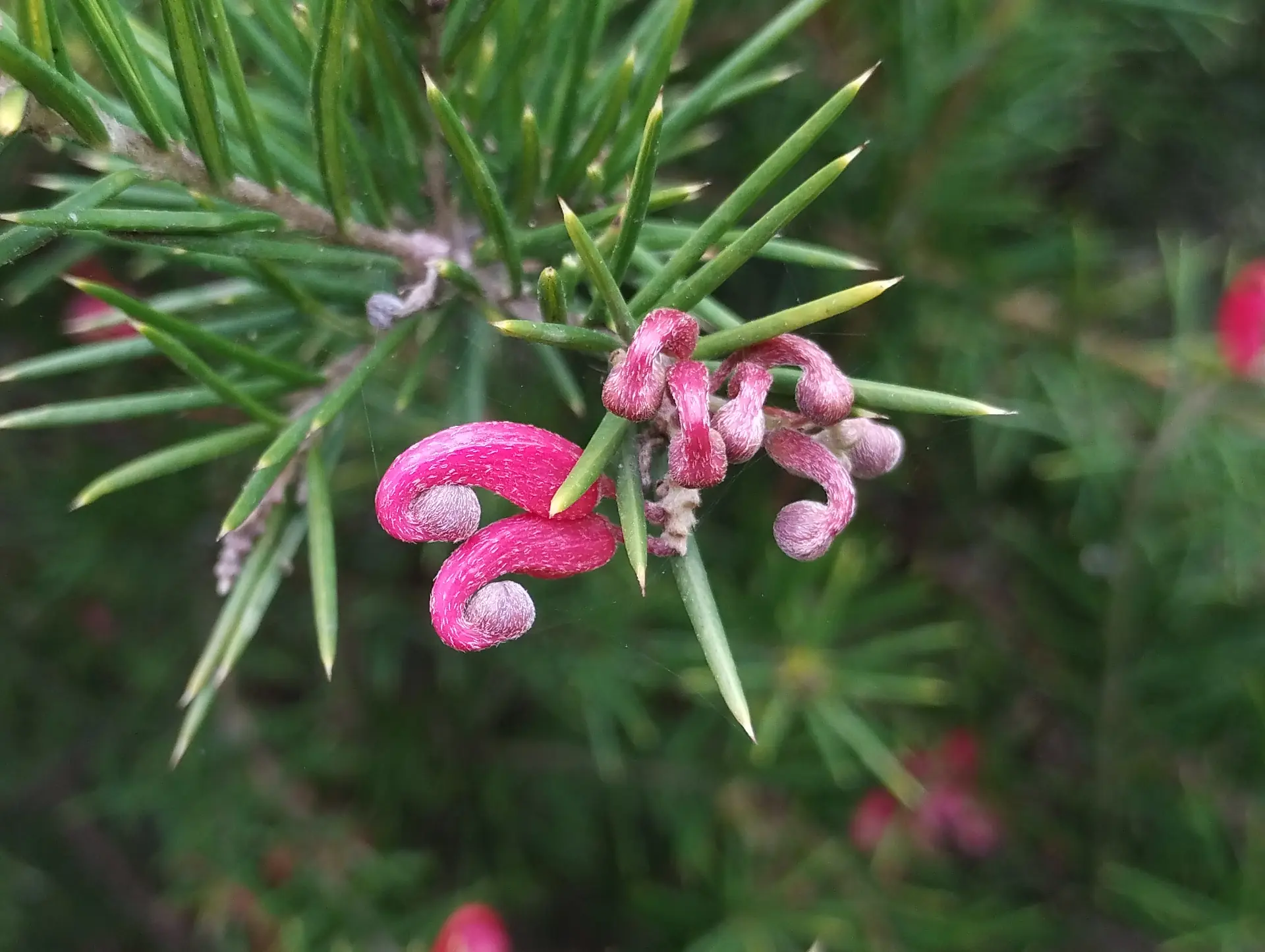 img/grevillea-rosmarinifolia-2.webp