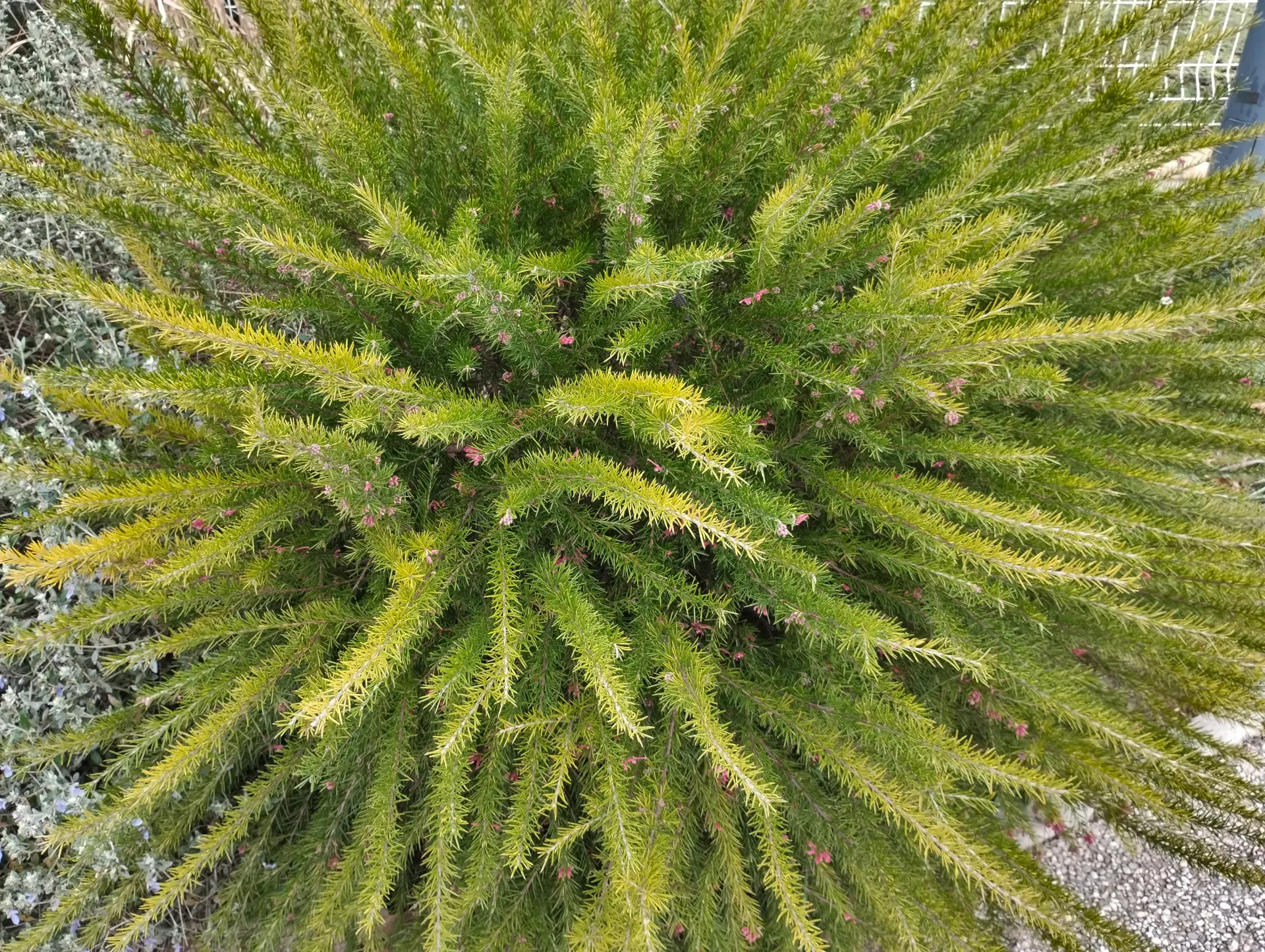 img/grevillea-rosmarinifolia-3.webp