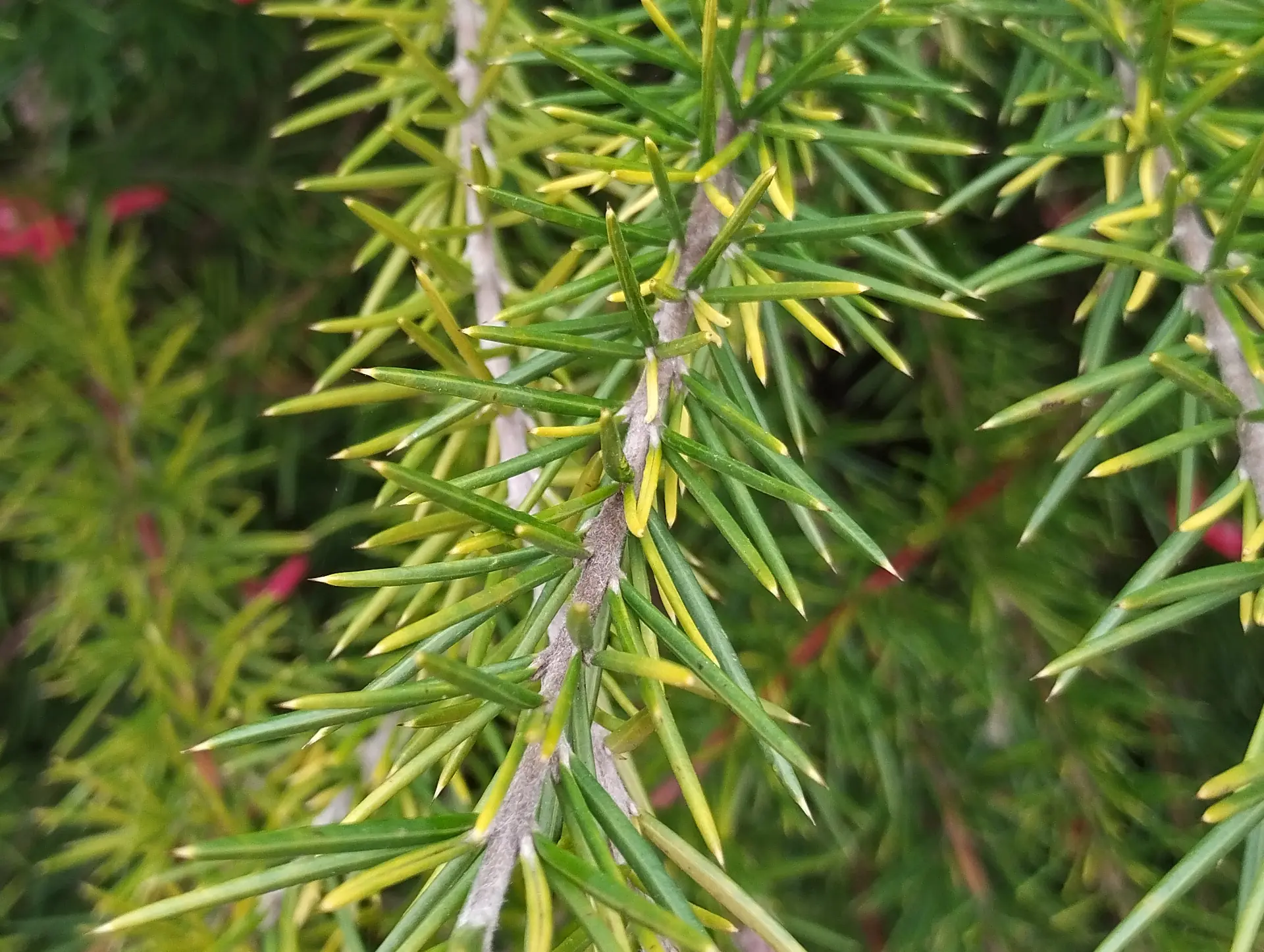 img/grevillea-rosmarinifolia-4.webp