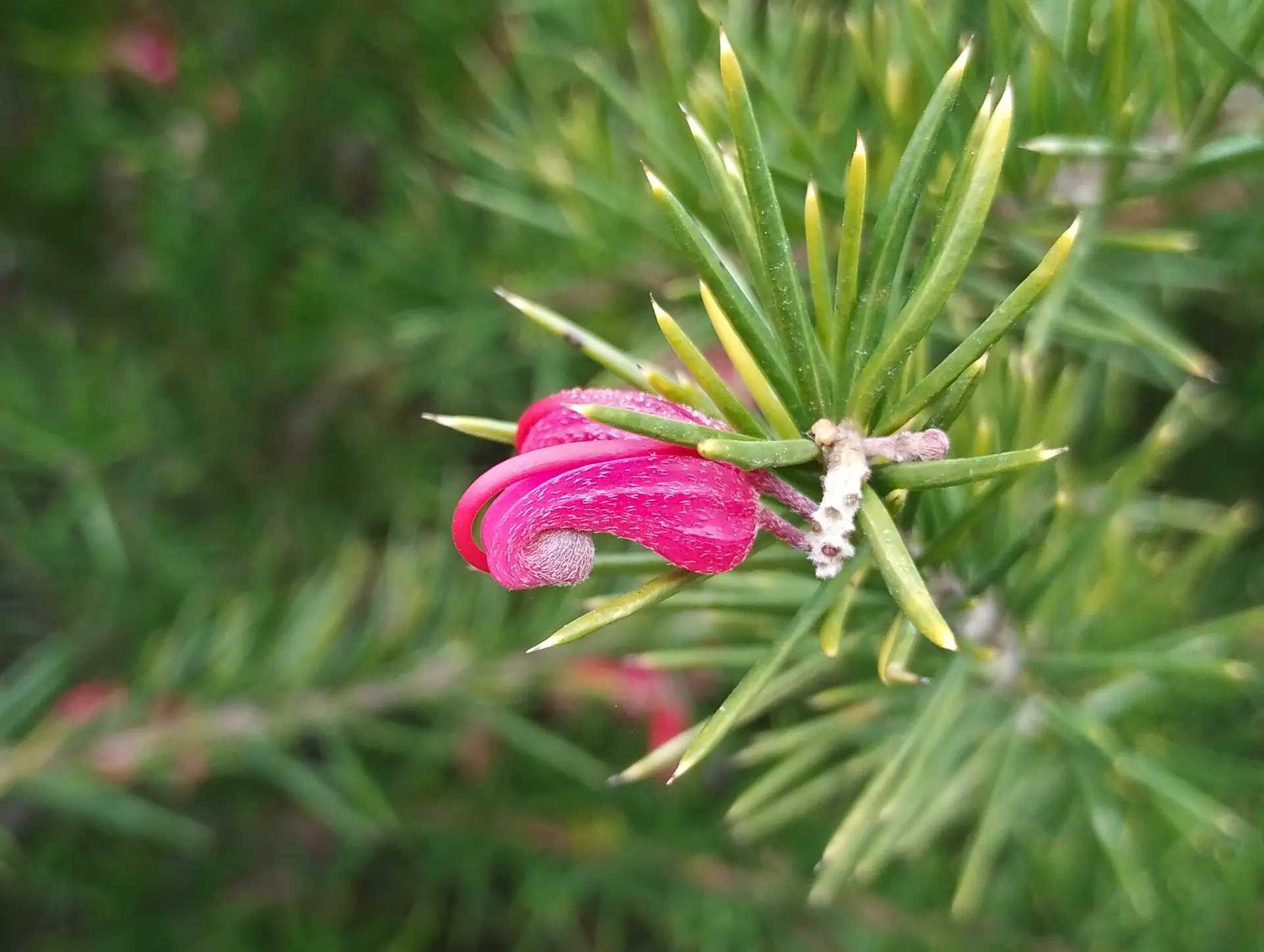 img/grevillea-rosmarinifolia.webp