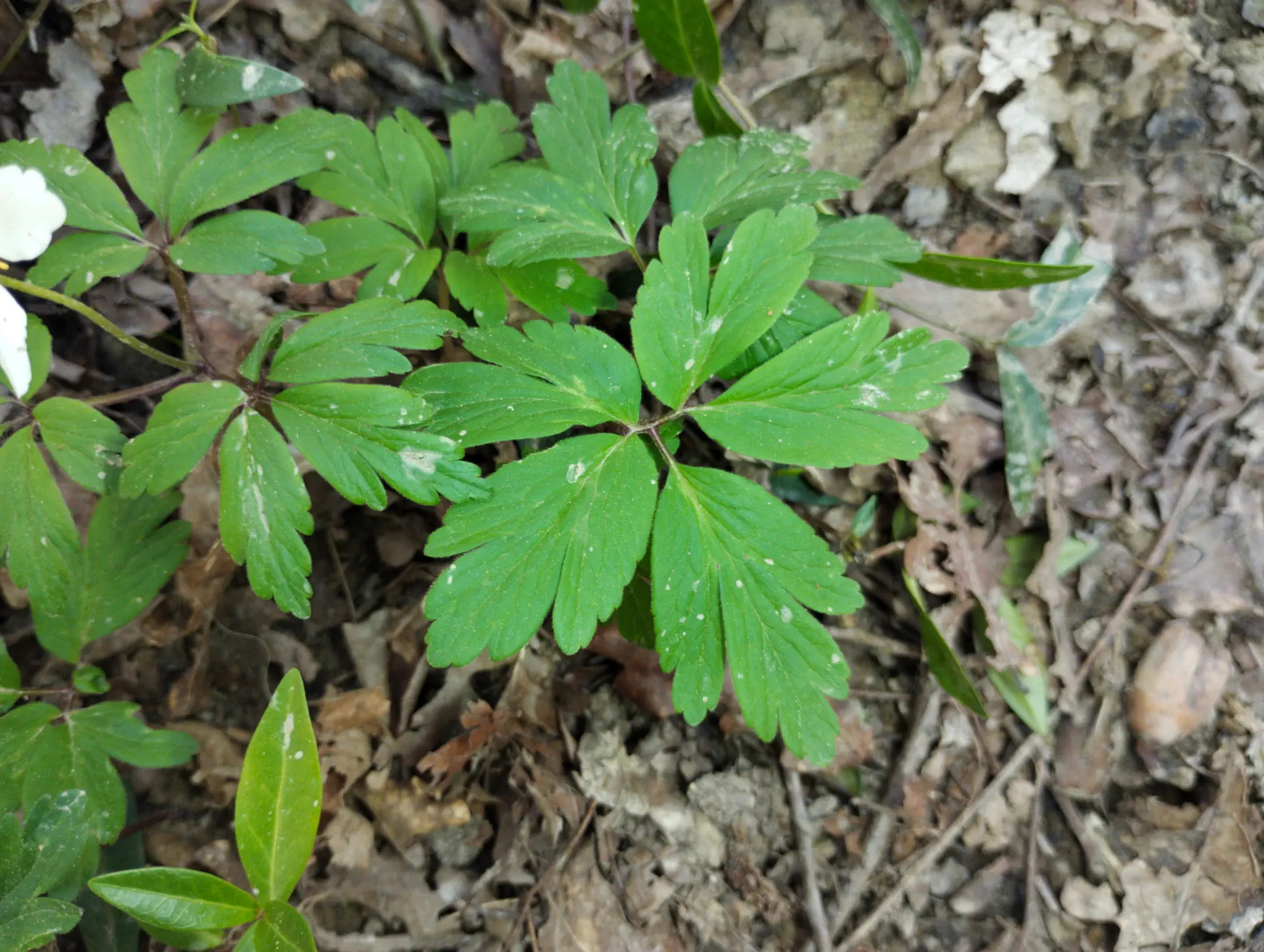 img/anemone-nemorosa-5.webp