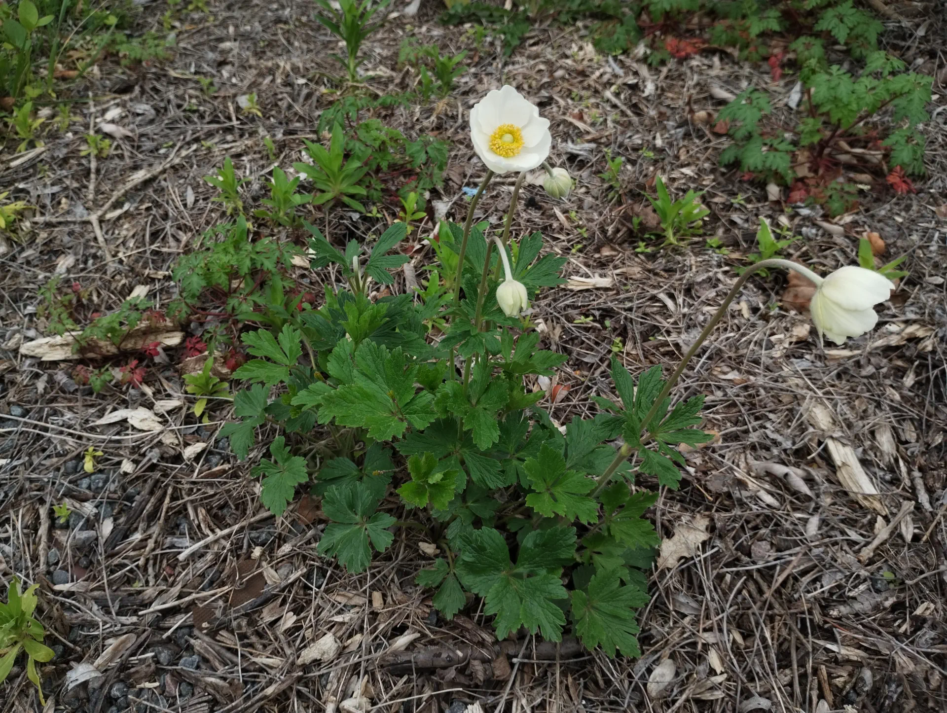 img/anemone-sylvestris-2.webp