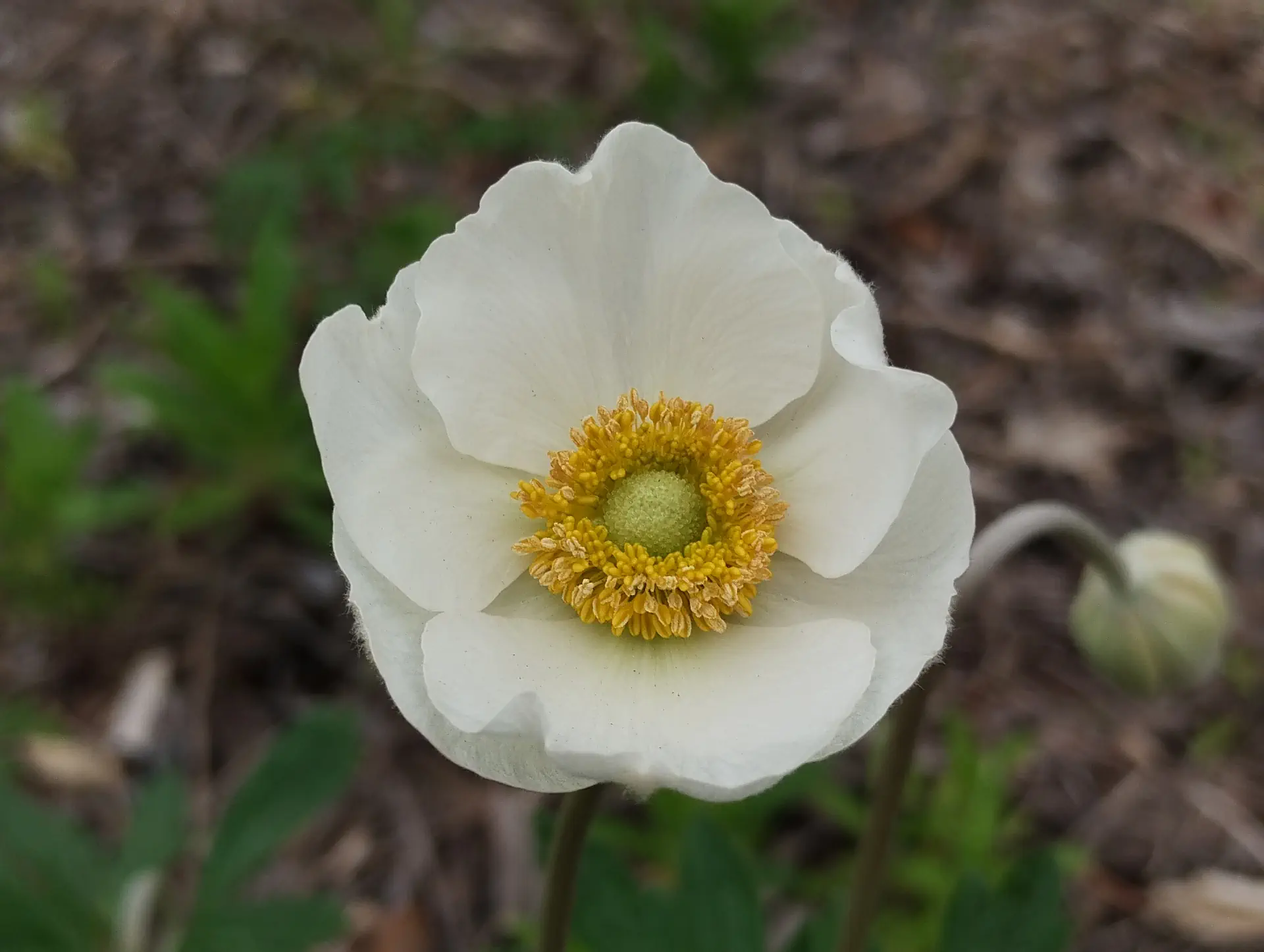 img/anemone-sylvestris.webp