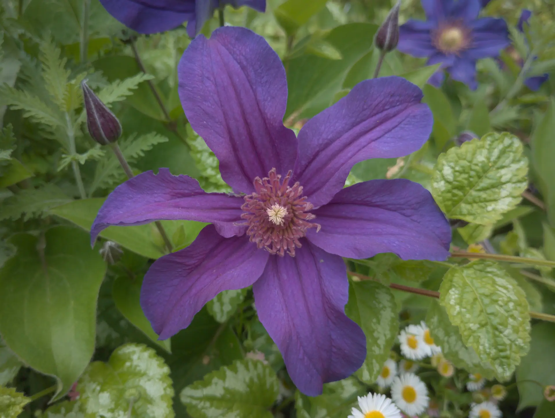 img/clematis-integrifolia.webp