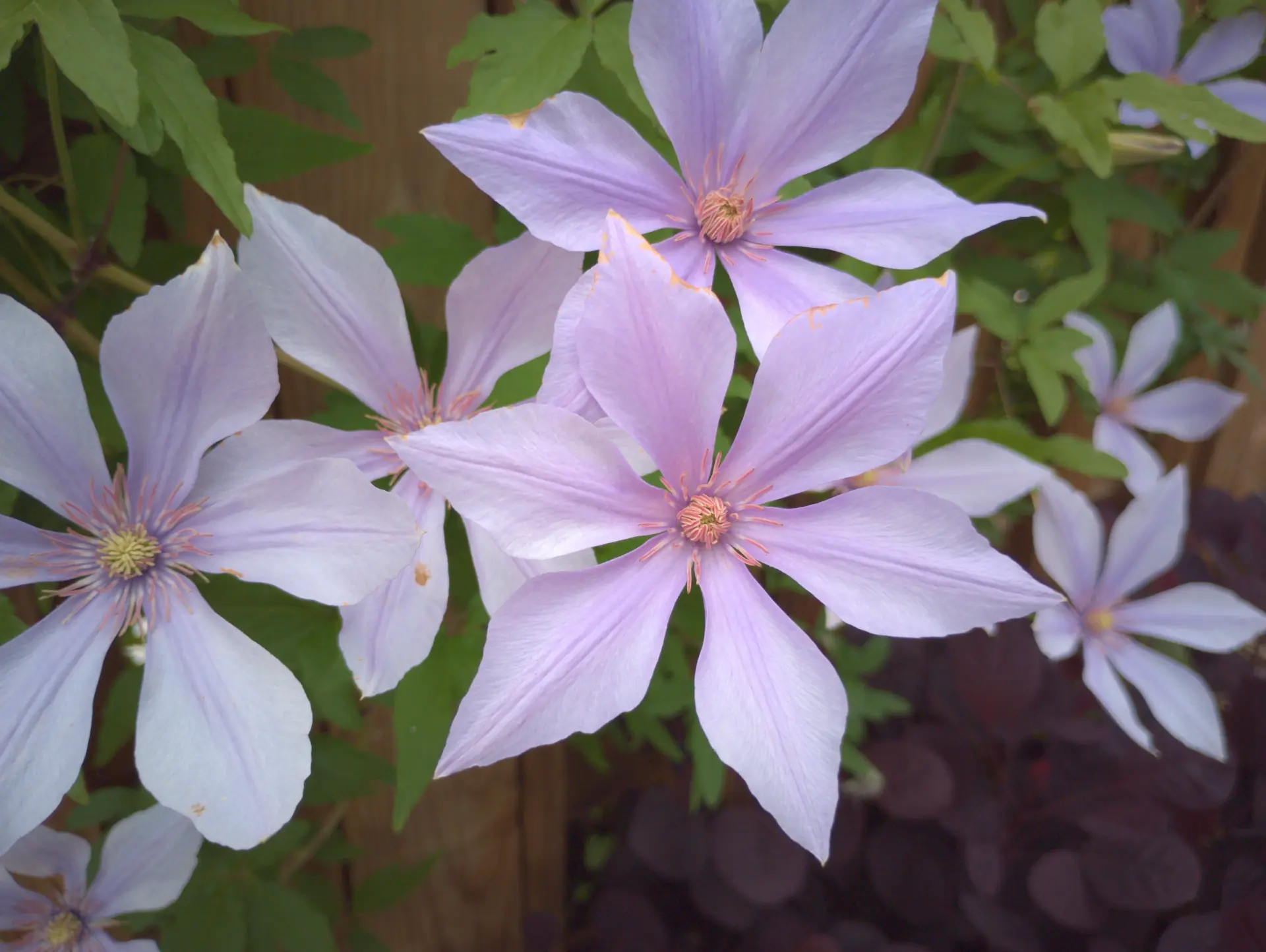 img/clematis-patens.webp