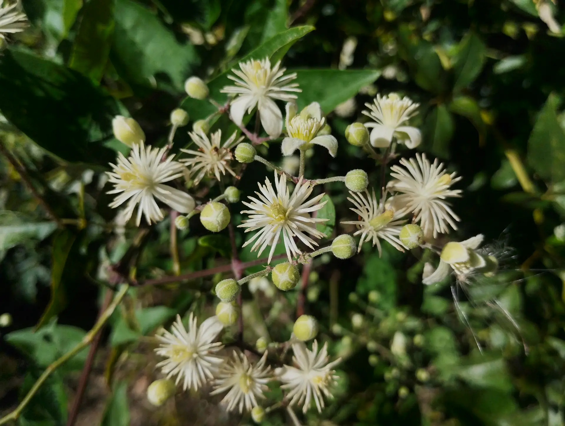 img/clematis-vitalba-2.webp