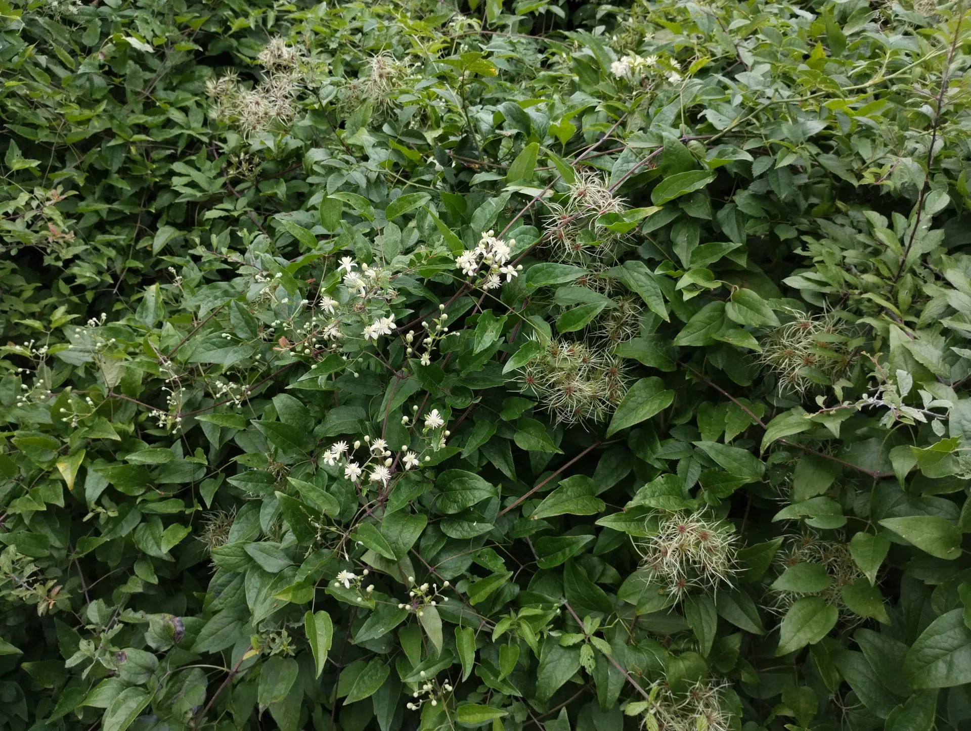 img/clematis-vitalba-4.webp