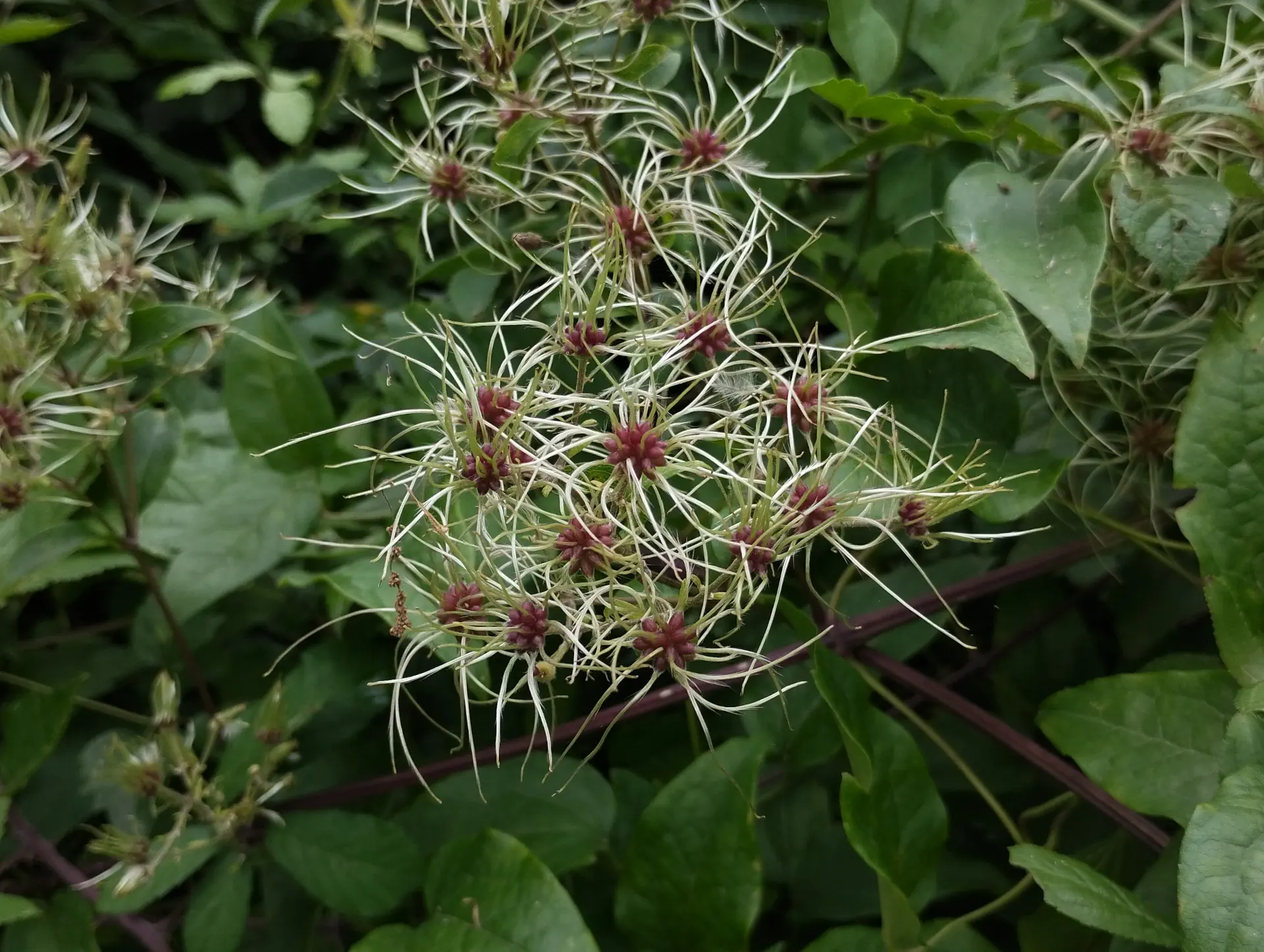 img/clematis-vitalba-5.webp