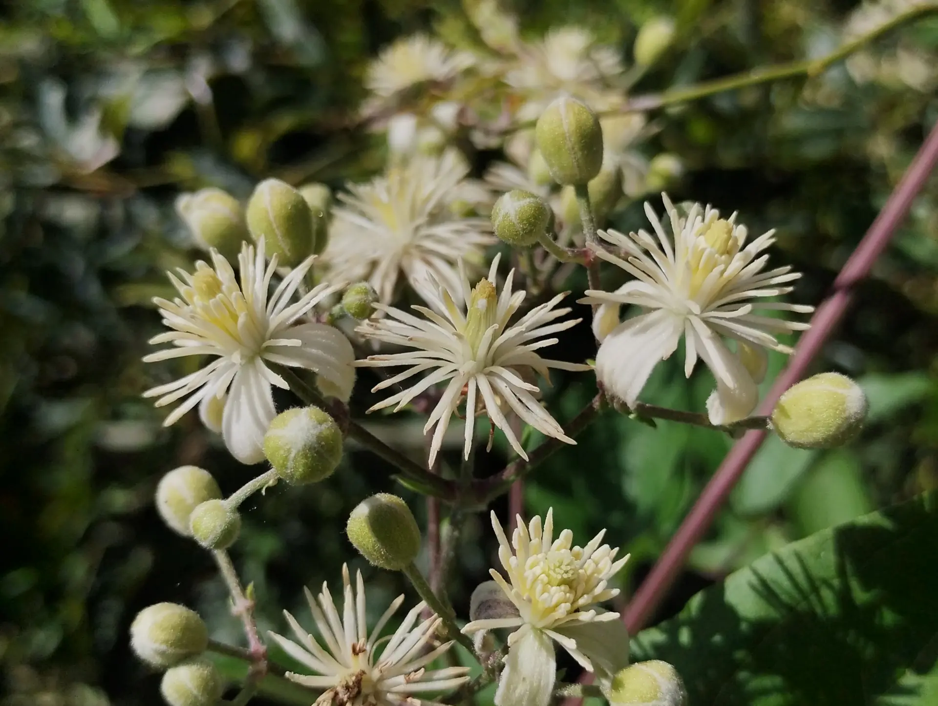 img/clematis-vitalba.webp