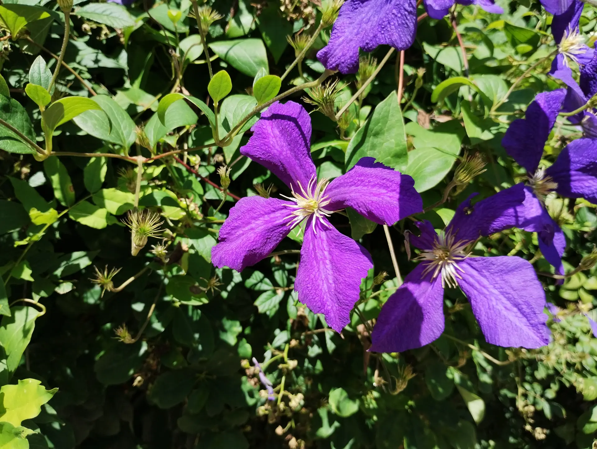 img/clematis-viticella-2.webp
