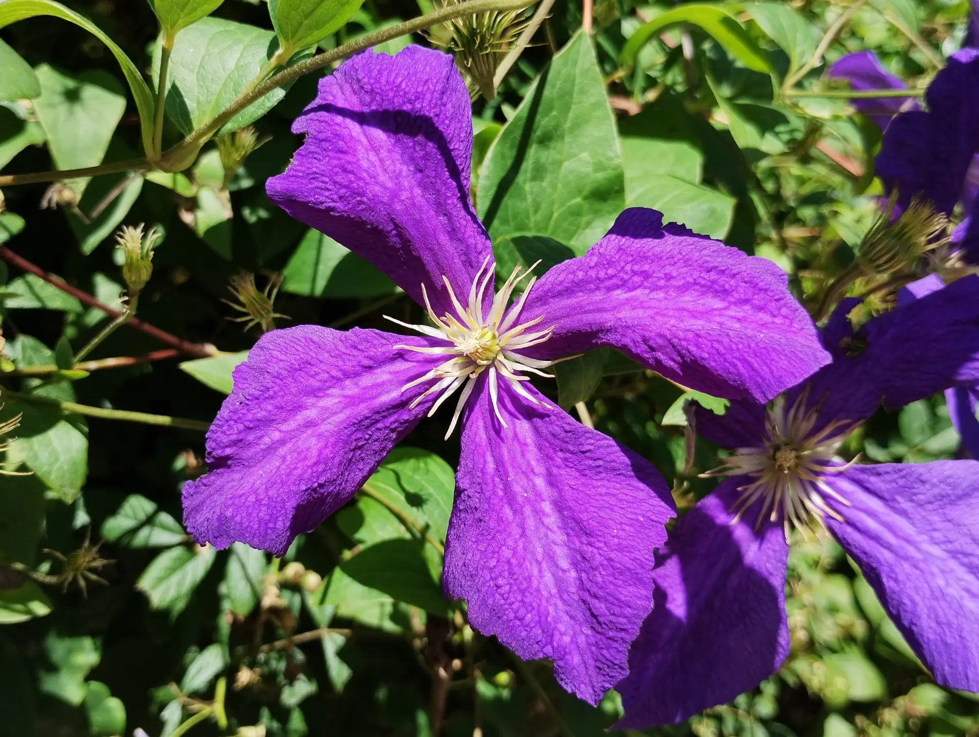 img/clematis-viticella.webp