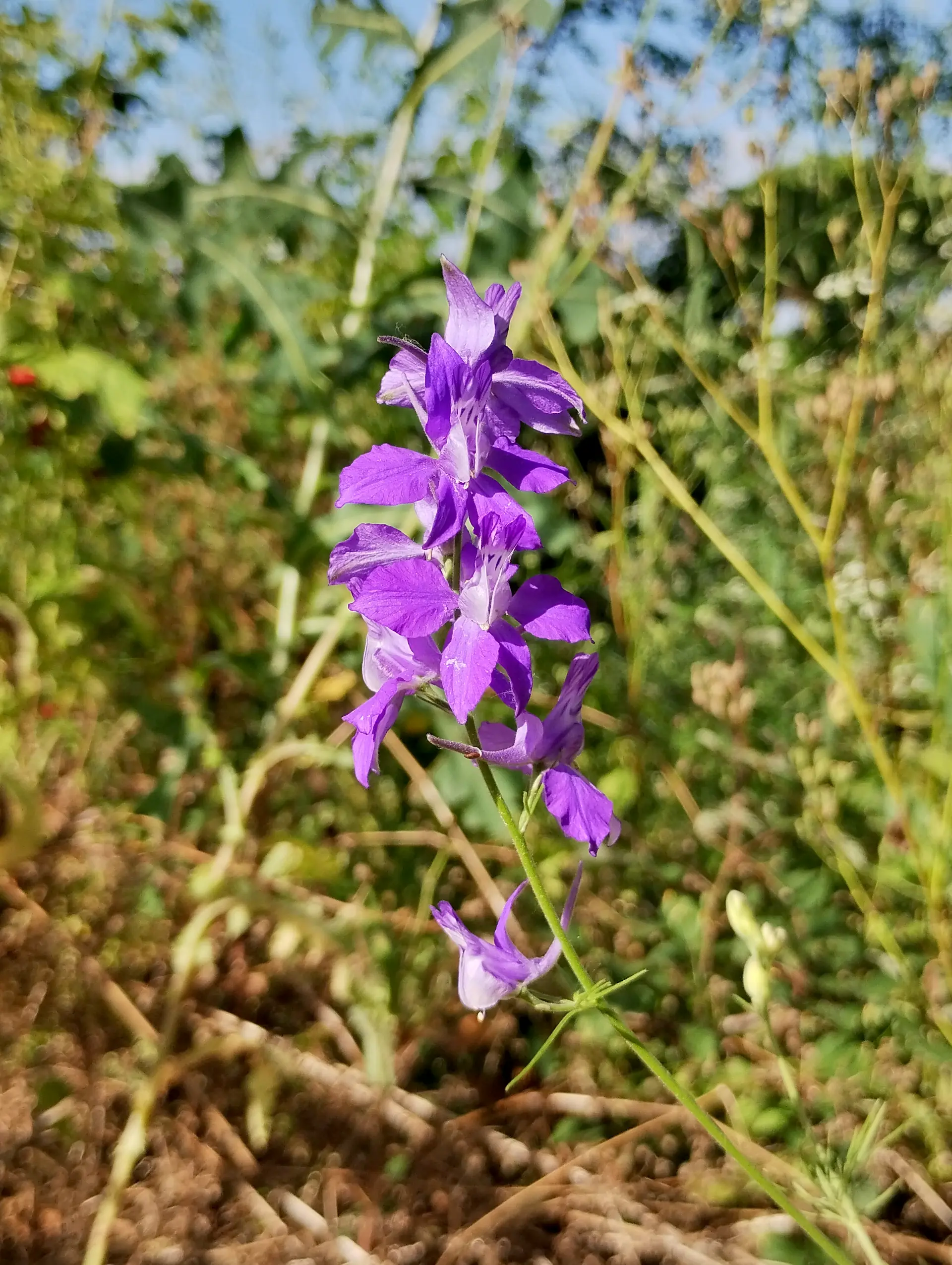 img/delphinium-ajacis-2.webp