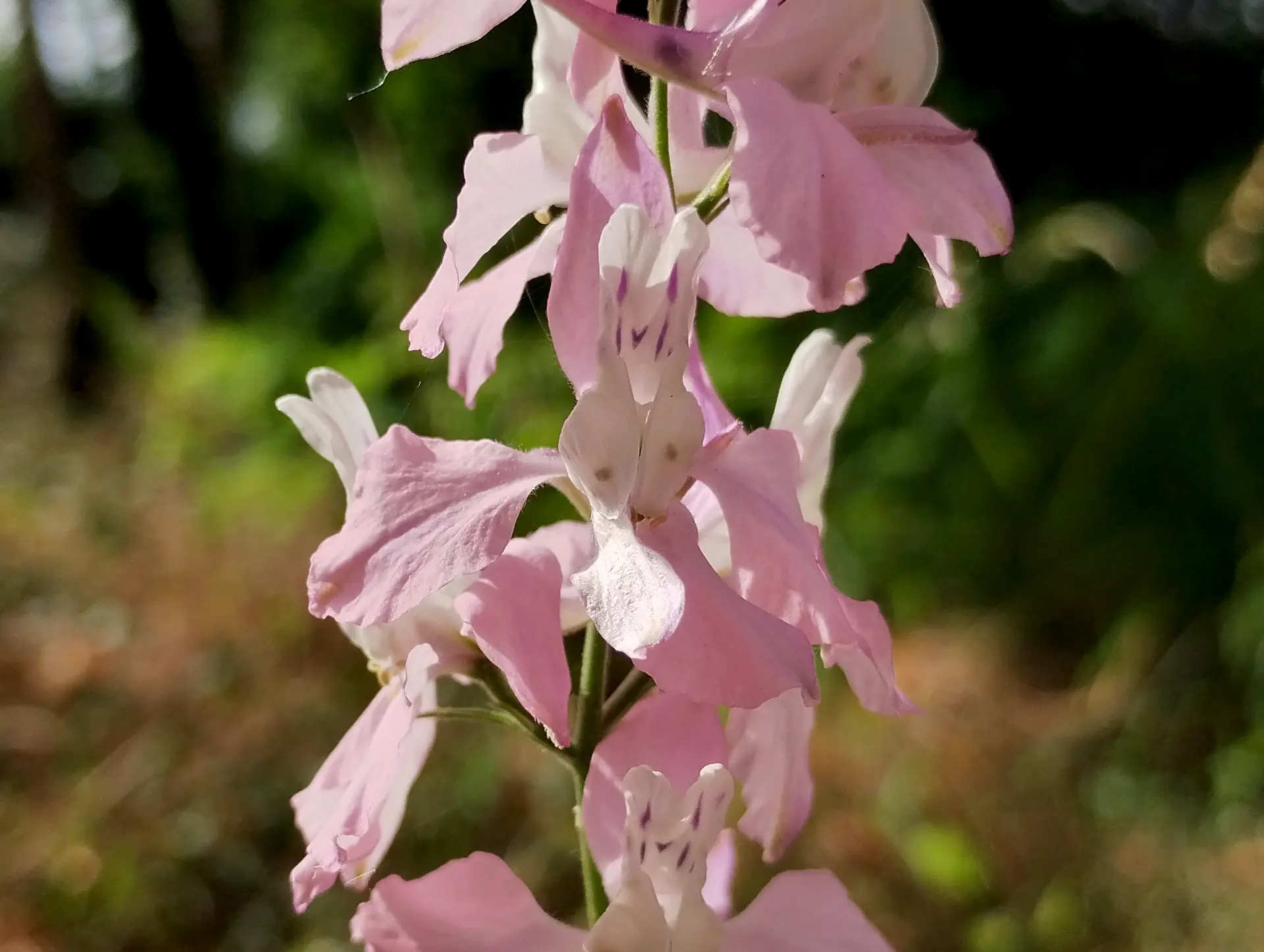 img/delphinium-ajacis-3.webp