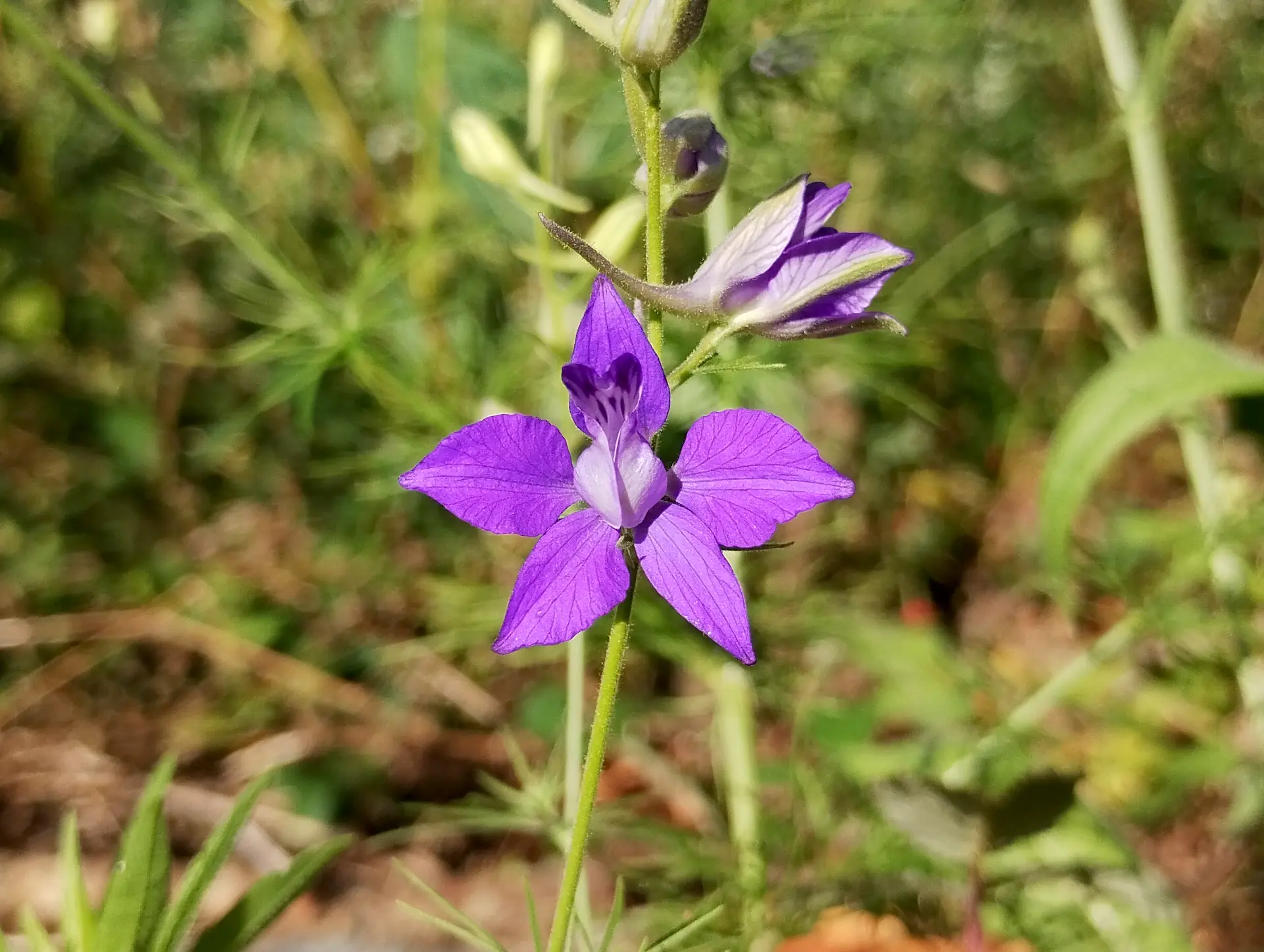 img/delphinium-ajacis.webp
