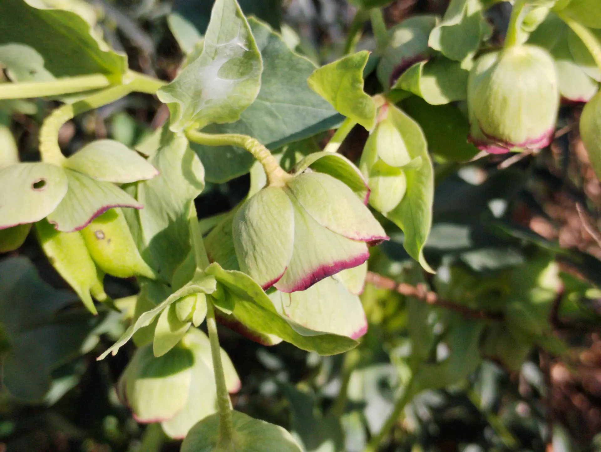 img/helleborus-foetidus-2.webp