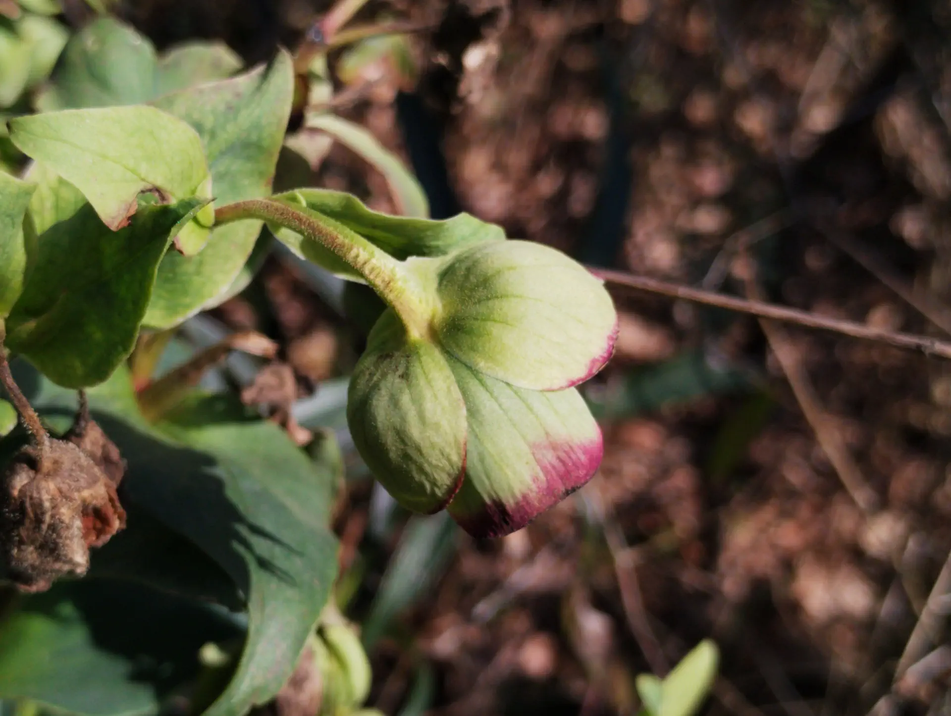 img/helleborus-foetidus-3.webp