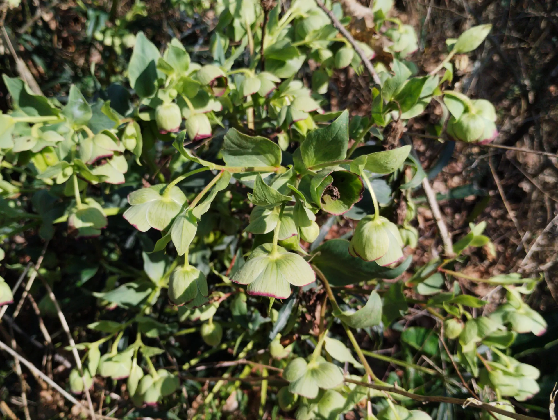 img/helleborus-foetidus-4.webp