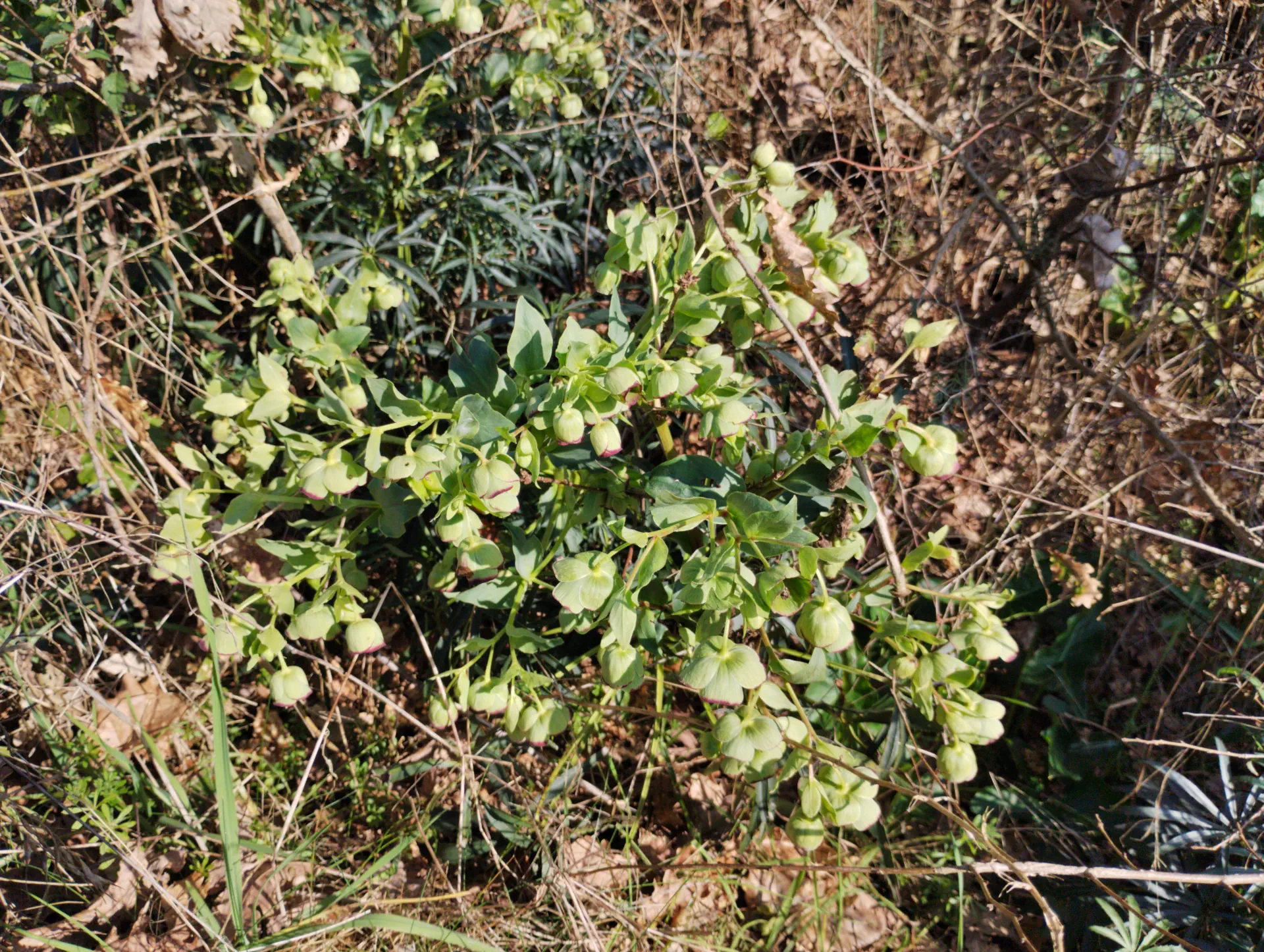 img/helleborus-foetidus-5.webp