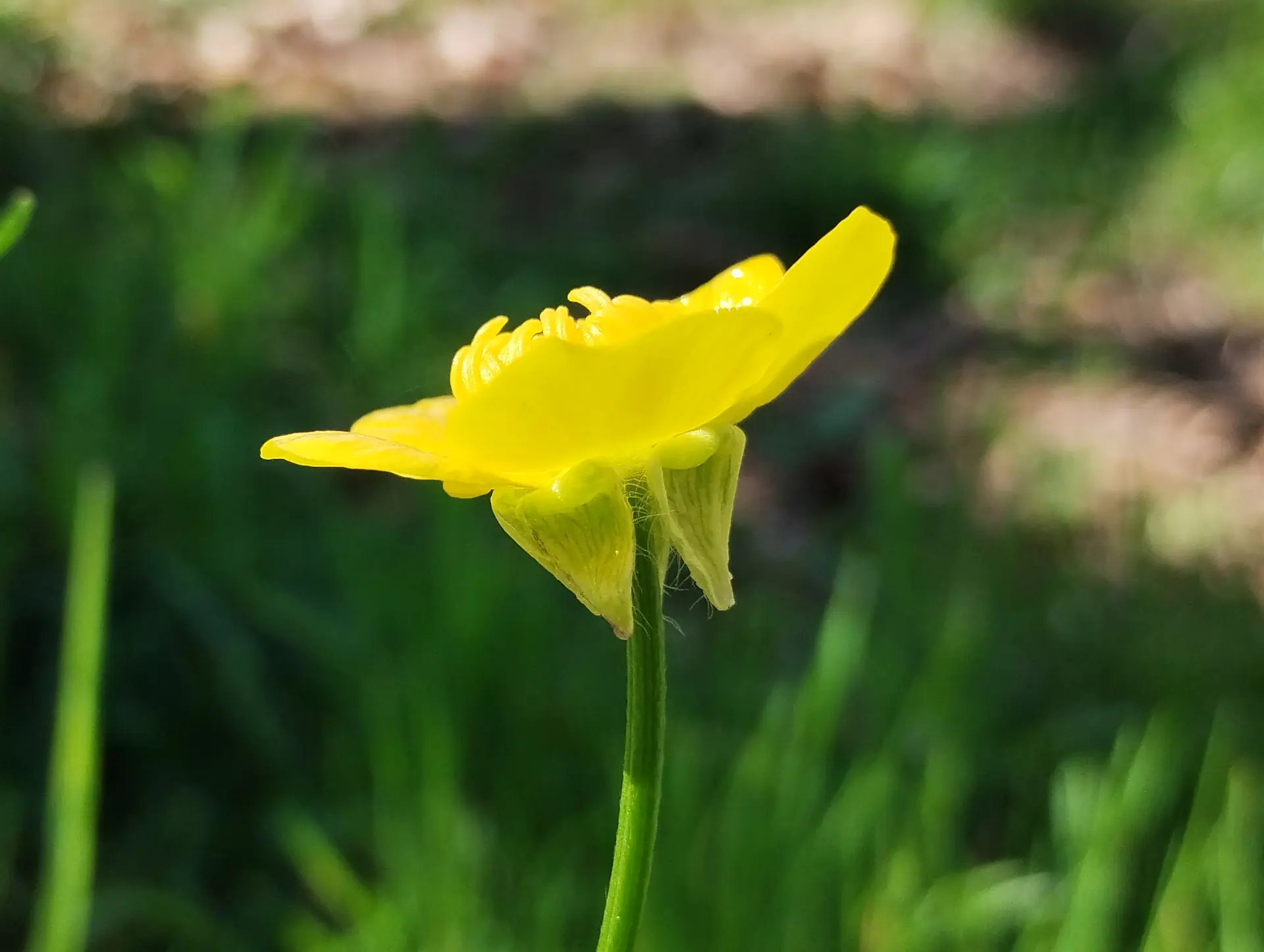 img/ranunculus-bulbosus-2.webp