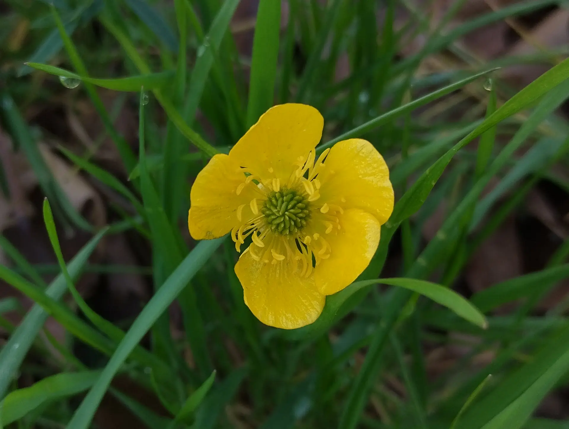 img/ranunculus-bulbosus-3.webp