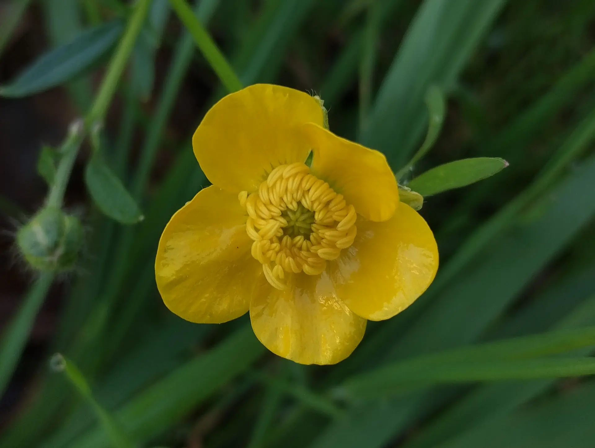 img/ranunculus-bulbosus.webp