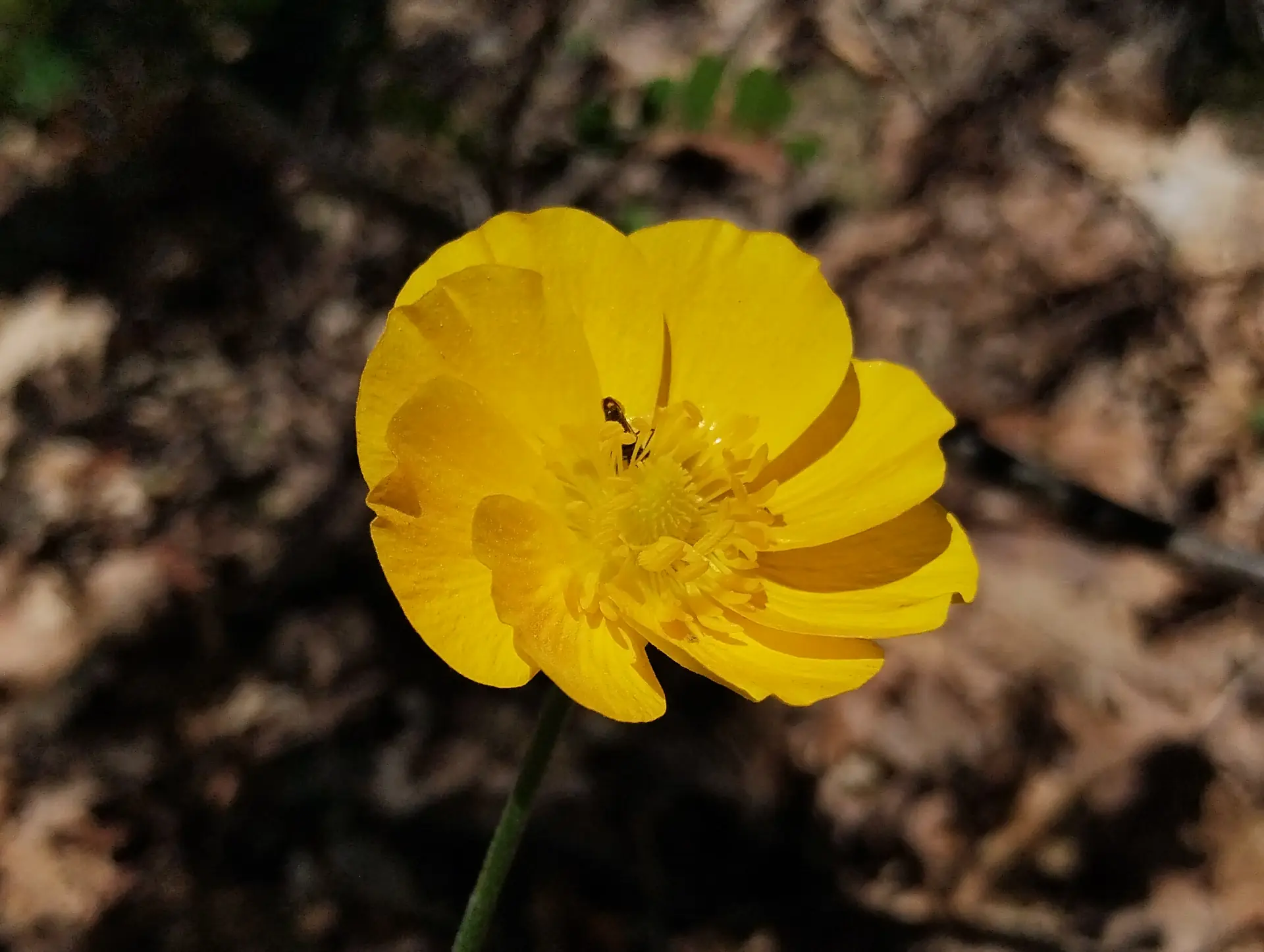 img/ranunculus-paludosus-2.webp