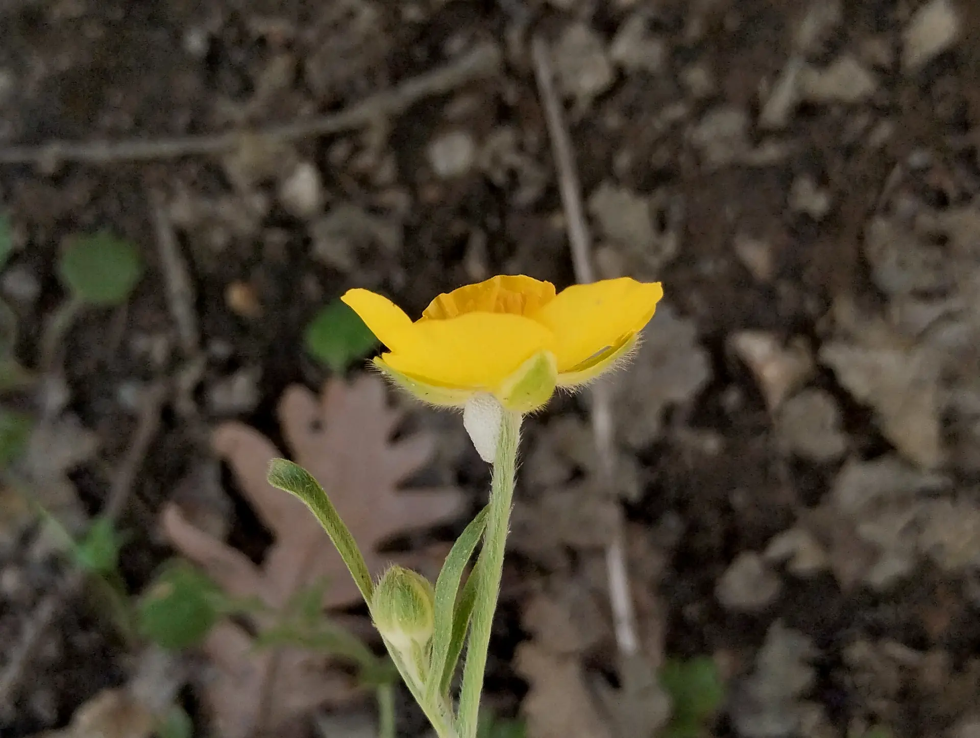 img/ranunculus-paludosus-3.webp