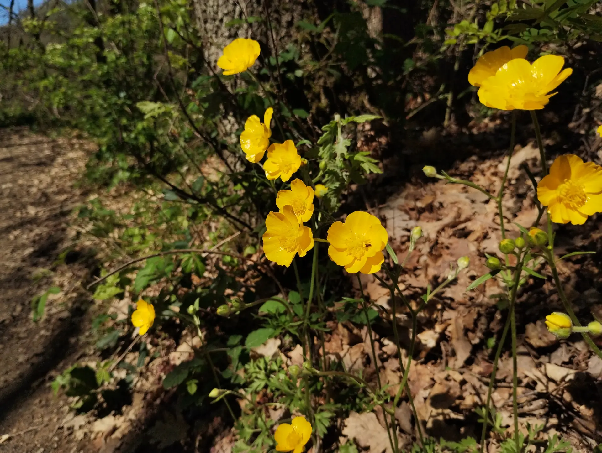 img/ranunculus-paludosus-4.webp