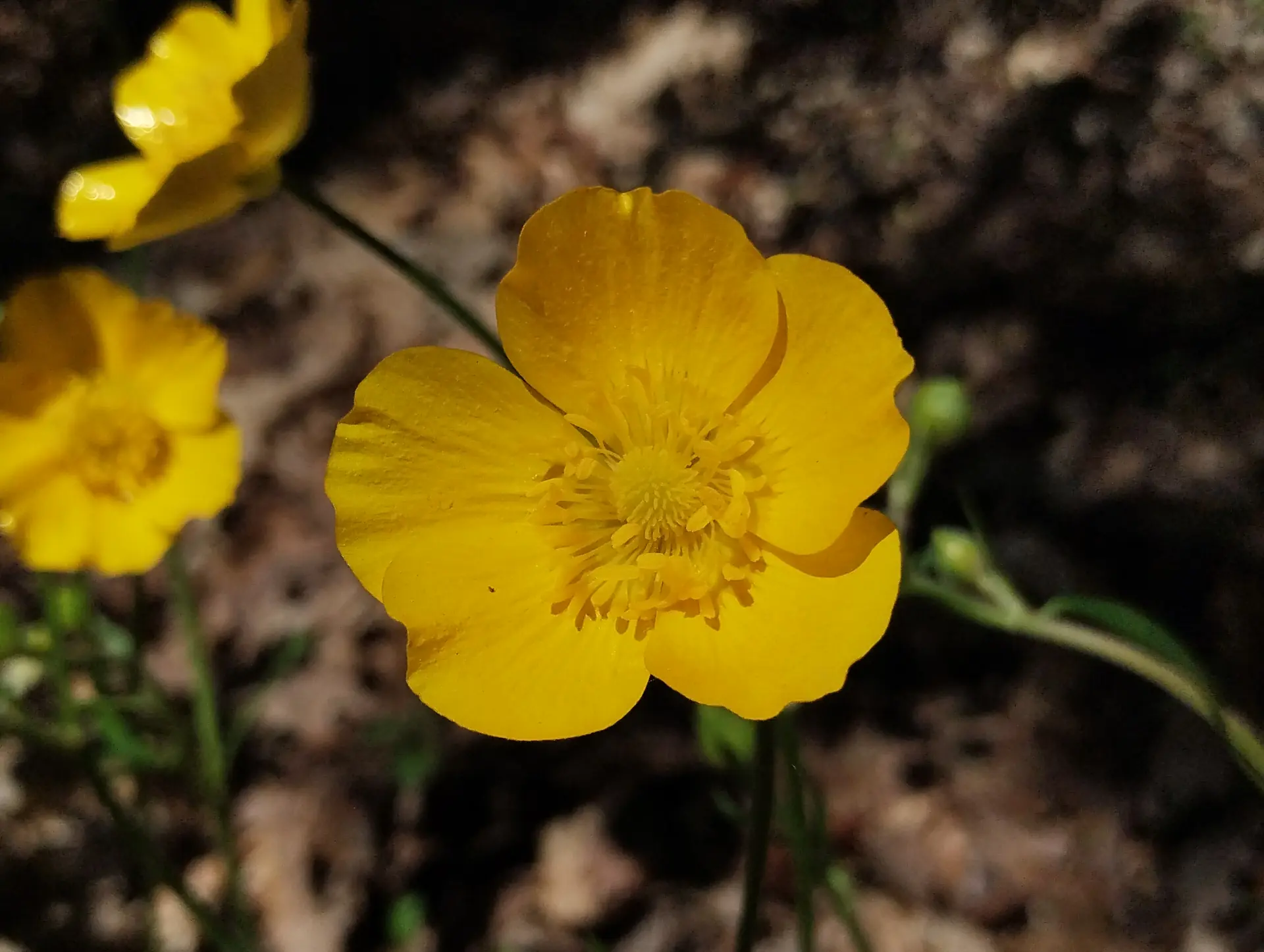 img/ranunculus-paludosus.webp