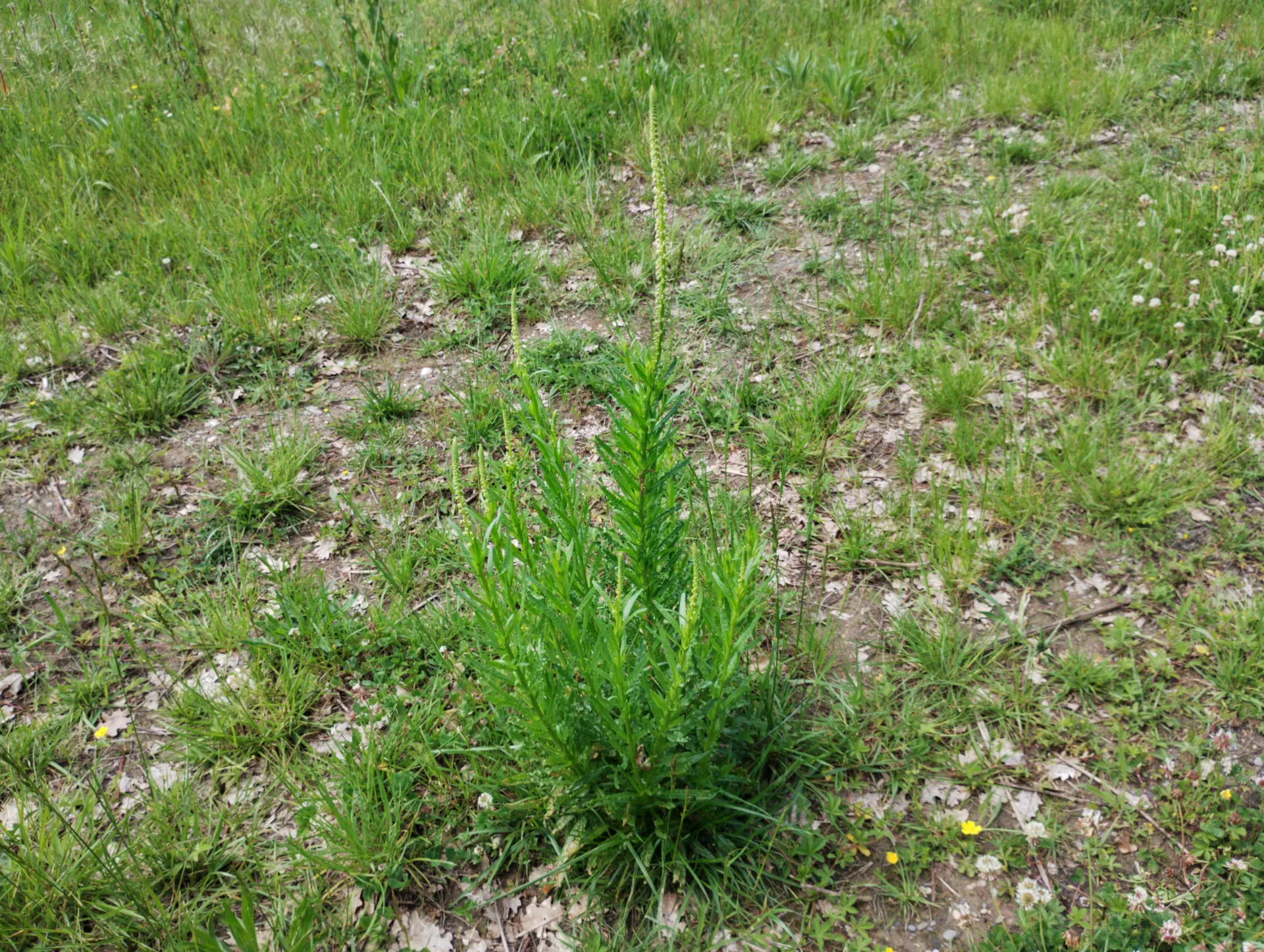 img/reseda-luteola-5.webp
