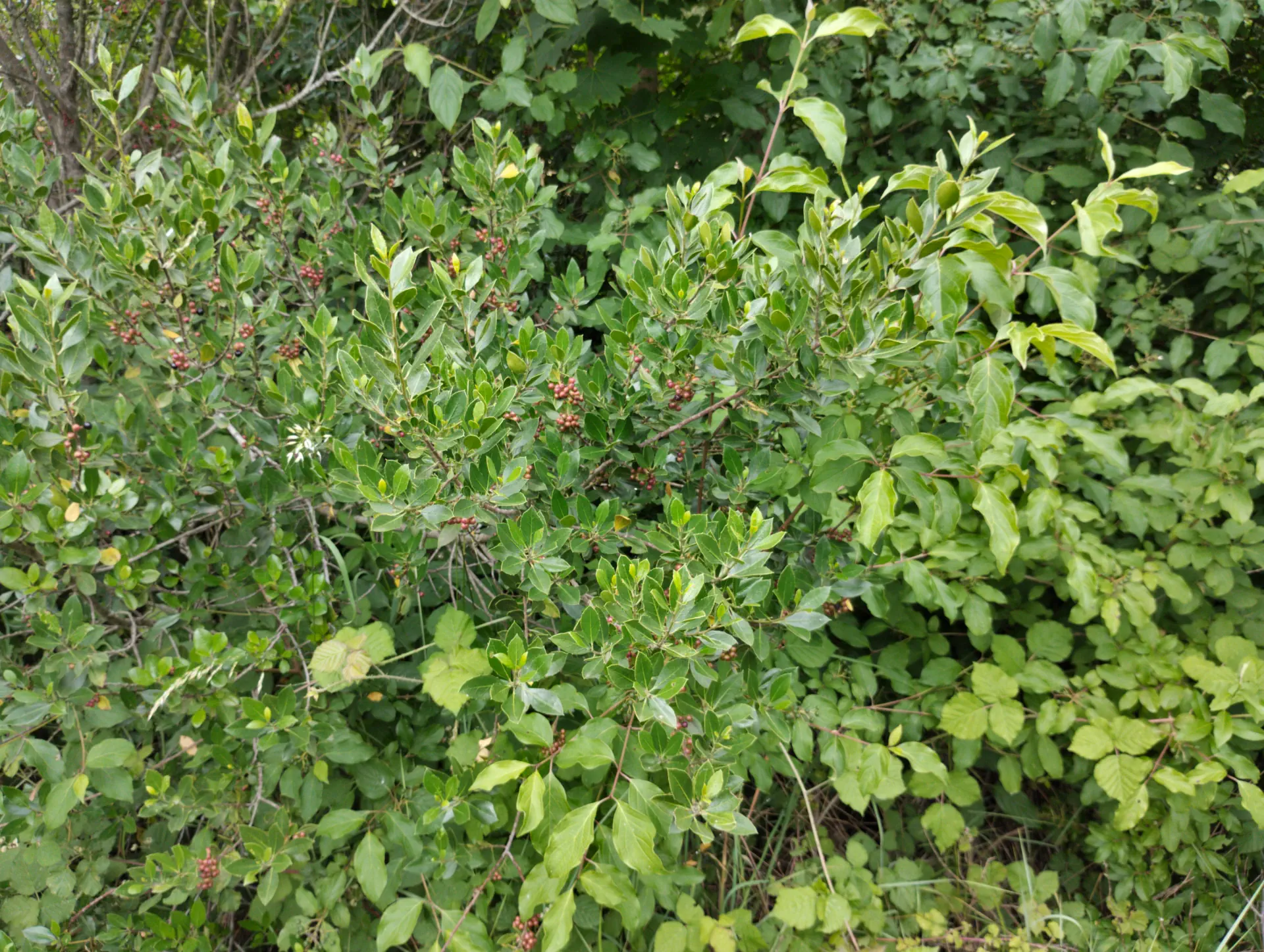 img/rhamnus-alaternus-2.webp