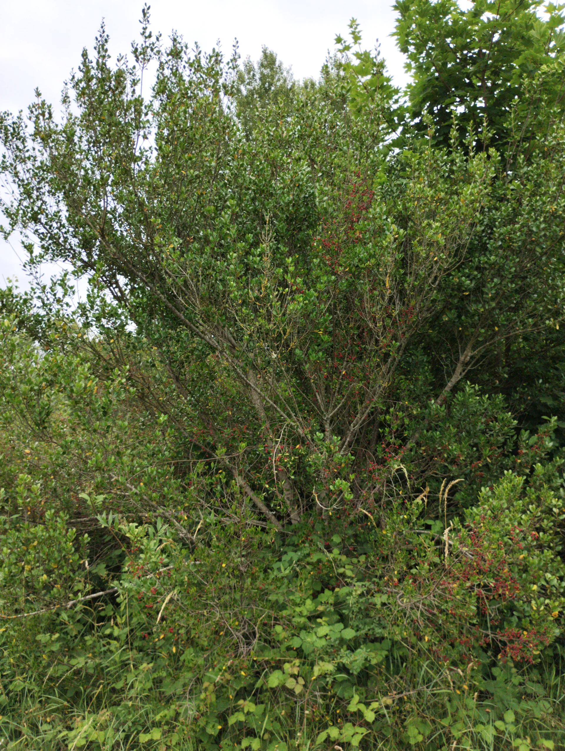 img/rhamnus-alaternus-3.webp