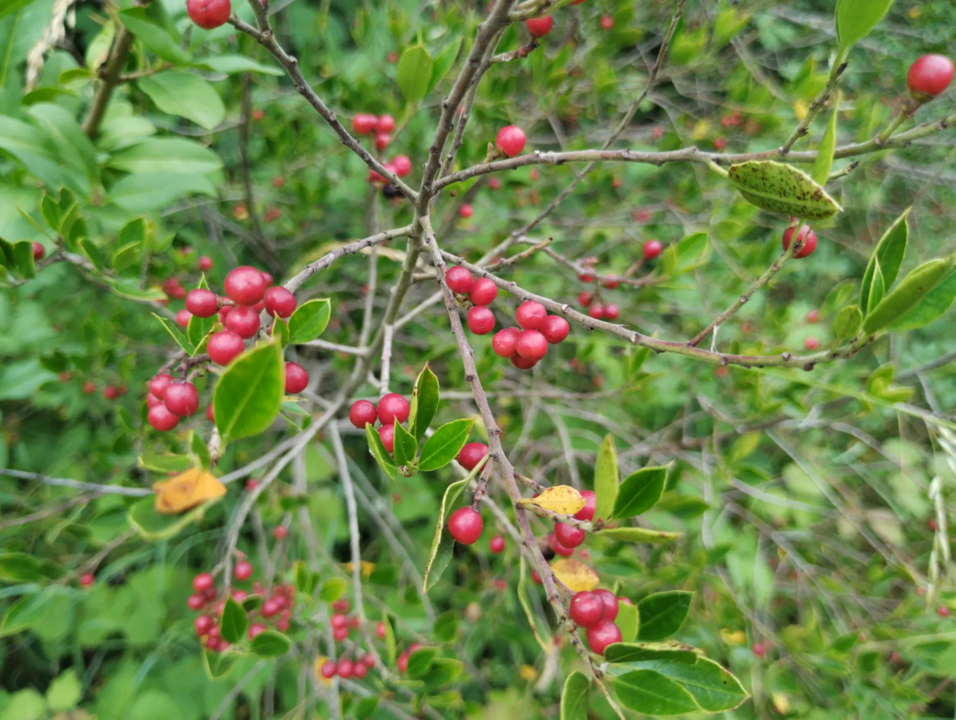img/rhamnus-alaternus.webp