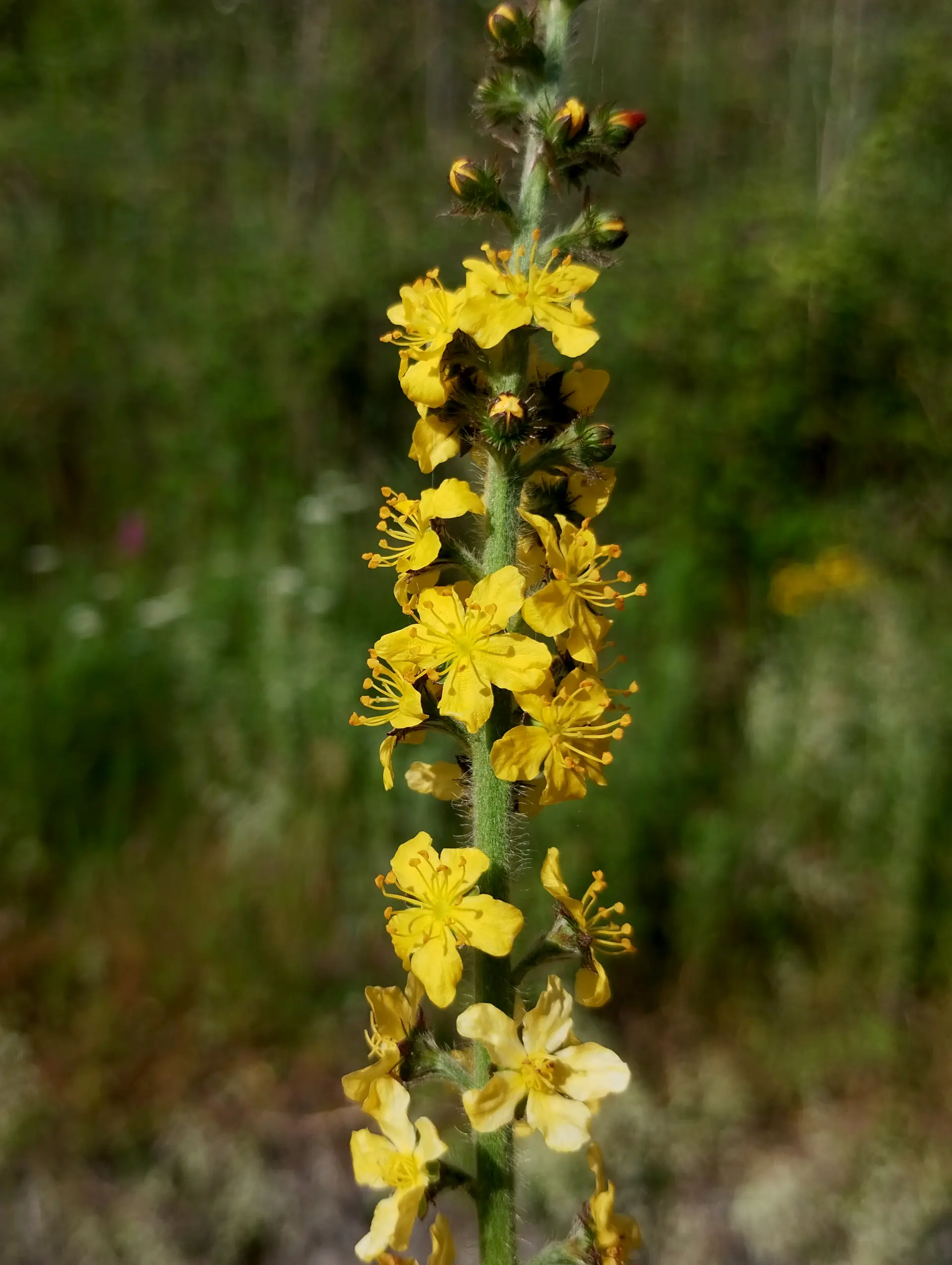 img/agrimonia-eupatoria-2.webp