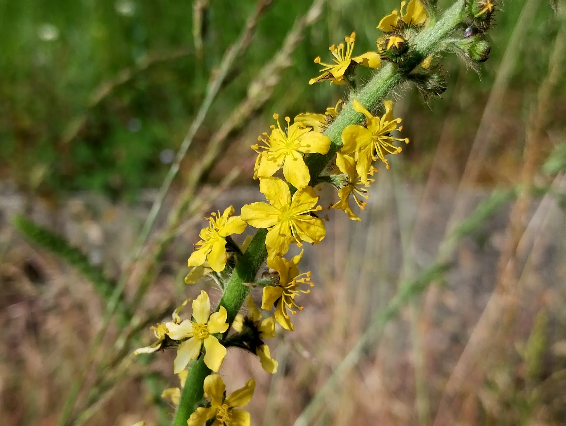 img/agrimonia-eupatoria.webp