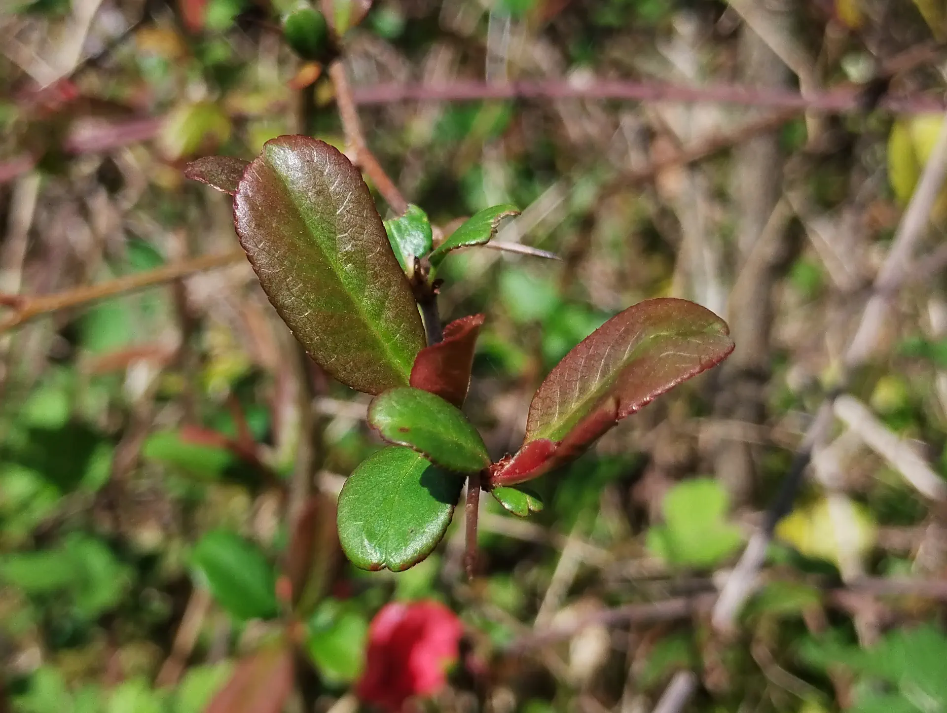 img/chaenomeles-speciosa-2.webp