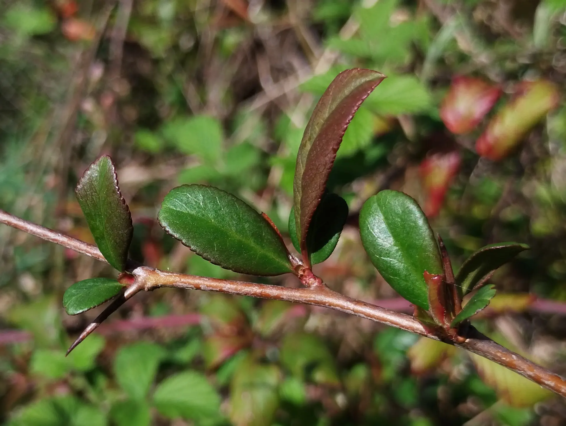 img/chaenomeles-speciosa-3.webp